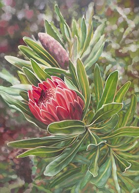 Protea_Sarah Pondevie.jpg