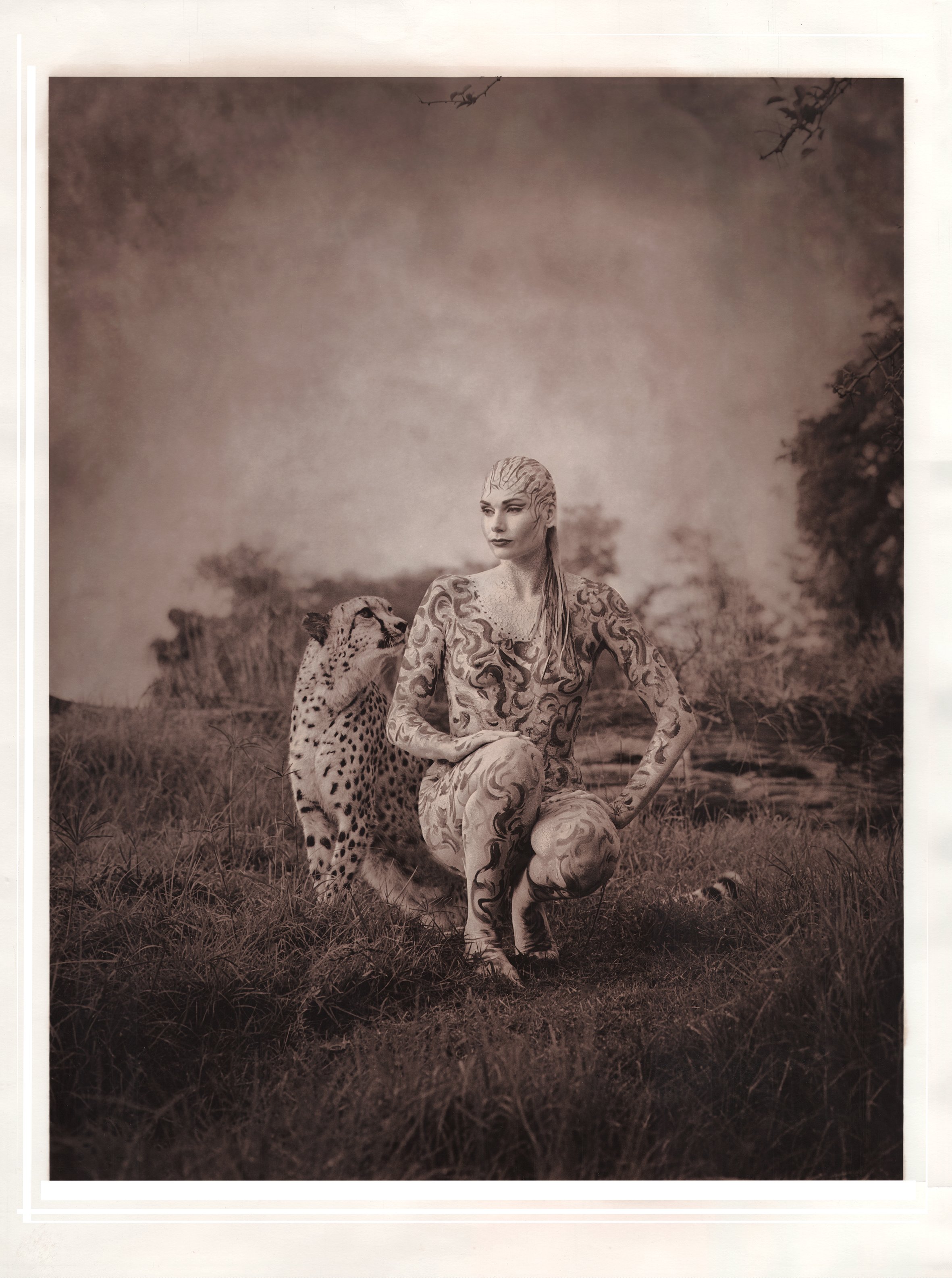 Cheetah.jpg
