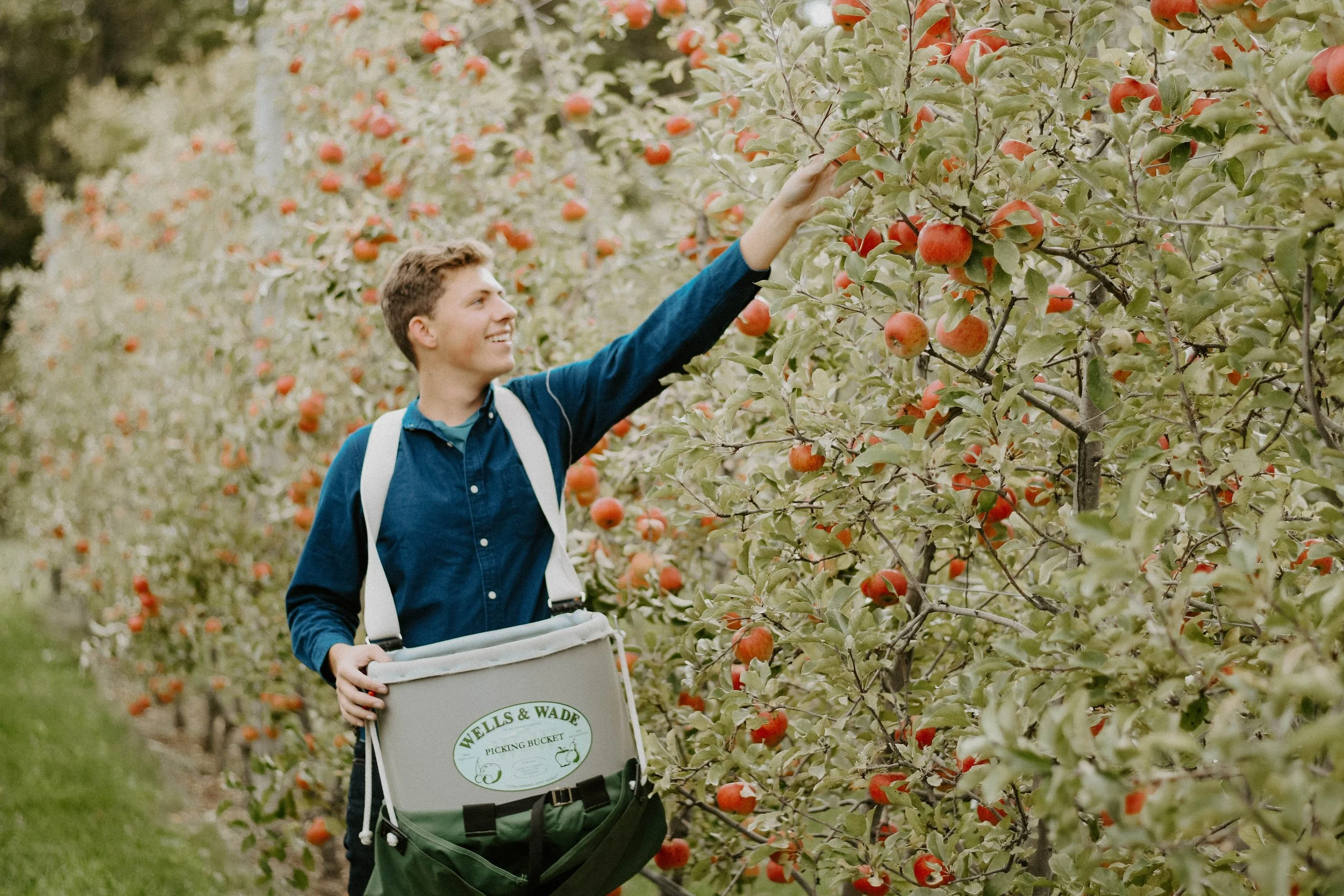 Charlie Fahey in a blue shirt and bucket picking apples from a tree on the apple orchard.