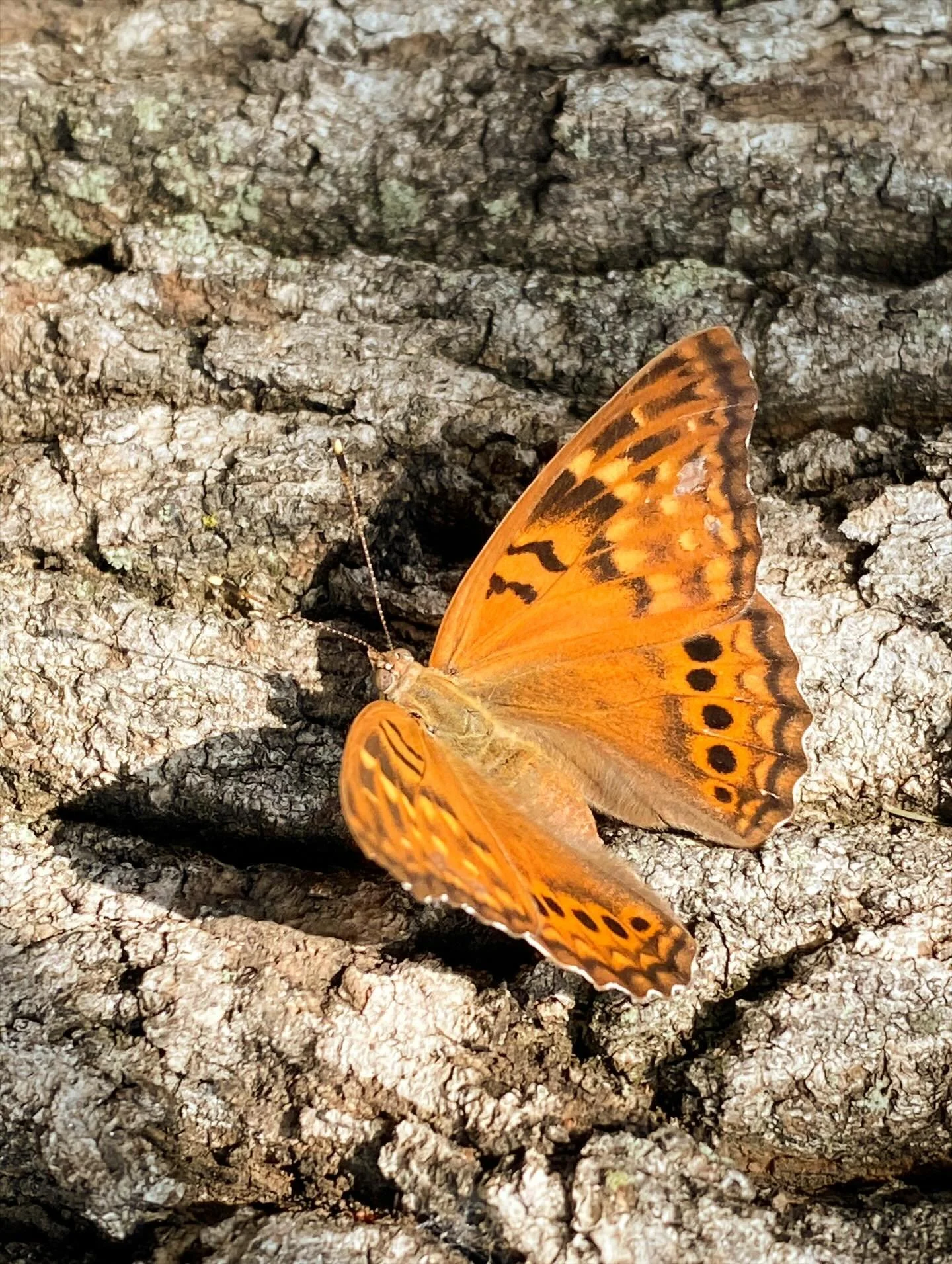 🧡 MONARKFJ&Auml;RILENS RESA 
Varje h&ouml;st migrerar miljontals monarkfj&auml;rilar fr&aring;n Nordamerika ner till Mexiko f&ouml;r att &aring;terv&auml;nda under v&aring;ren. 

Men ingen enskild fj&auml;ril fullbordar hela resan. 
Det tar fyra gen