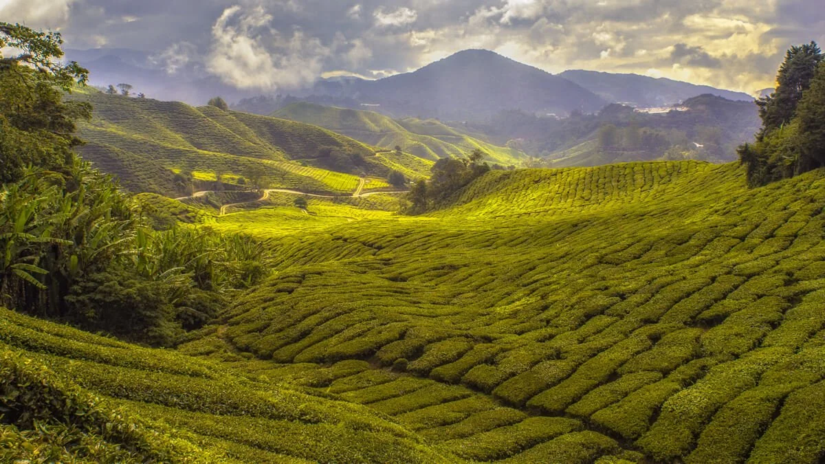 Plantation de café dans la région d'origine – collaboration durable avec des fermes partenaires