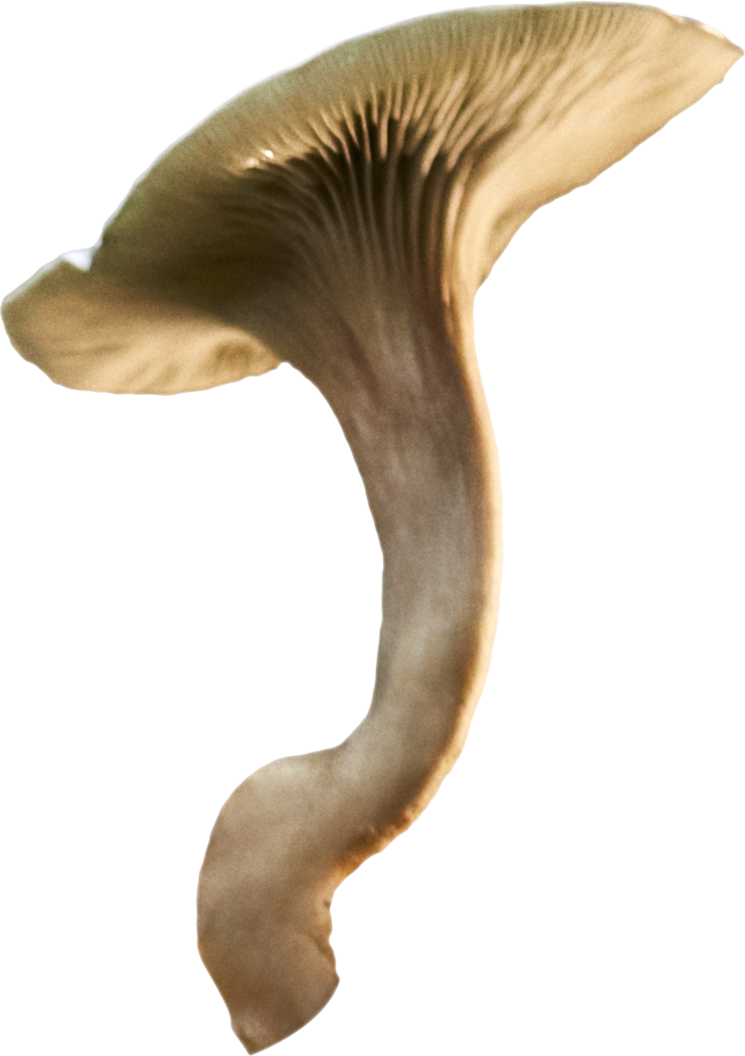 fungo sospeso nell'aria