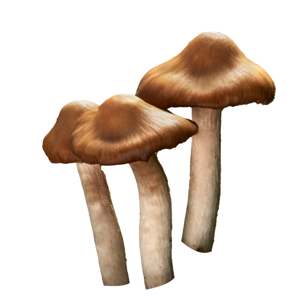 tre funghi sospesi nell'aria