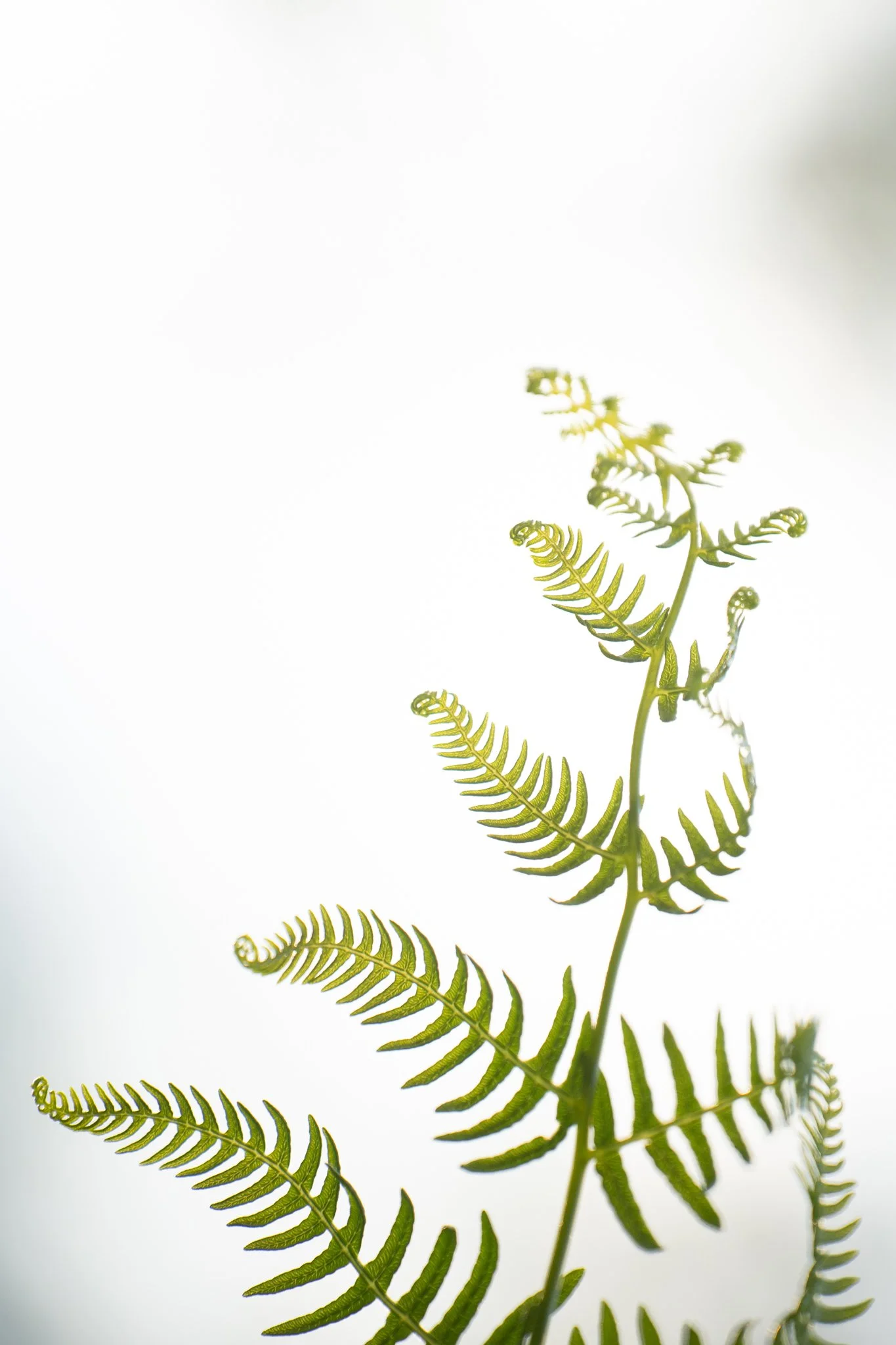 Propain Sresh SL - small-5.jpg