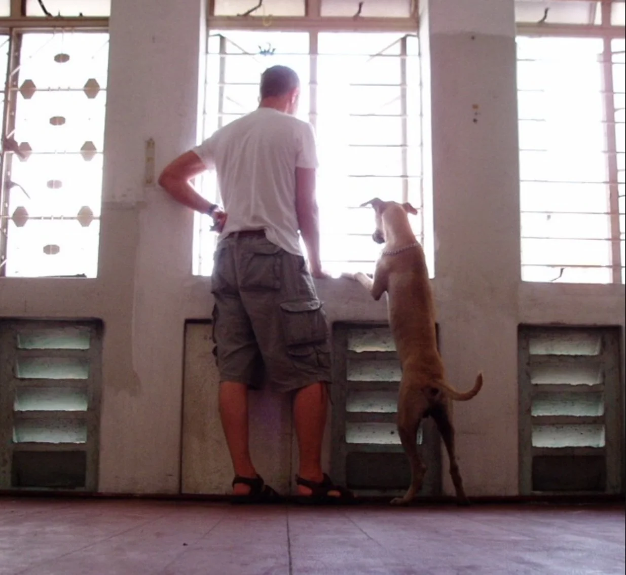 A man and a dog looking out the window together in a bright room.