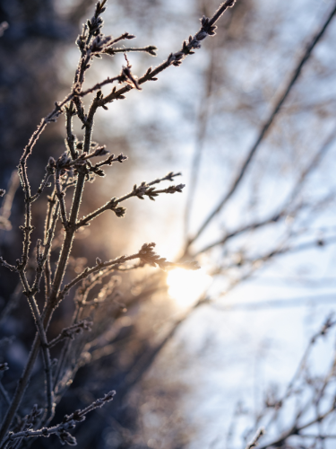 Frost-covered winter branches with soft morning sunlight, symbolising the ideal time of year for proactive skin health checks and mole mapping.