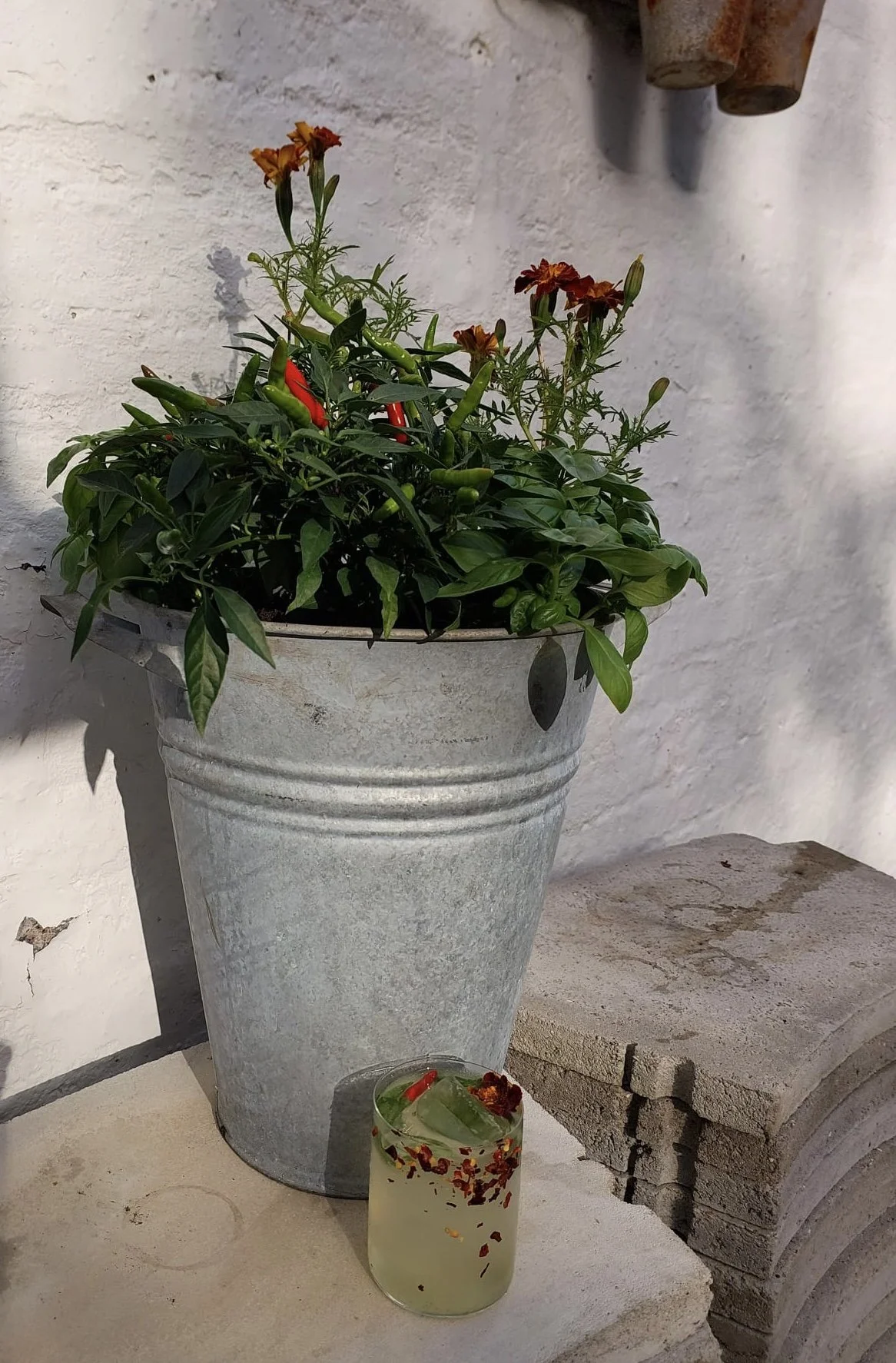 Chille Apache planted with French Marigolds and Basil in a galvanised container alongside the Spicy Basil Margarita