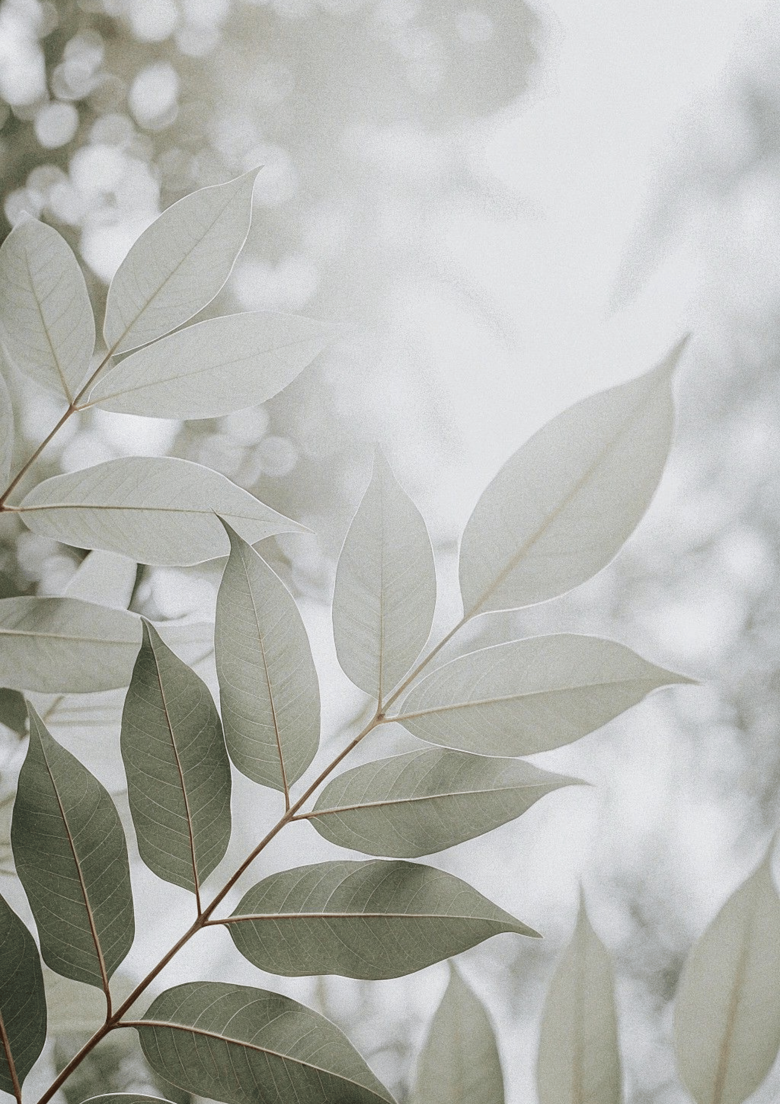 eucalyptus leaves