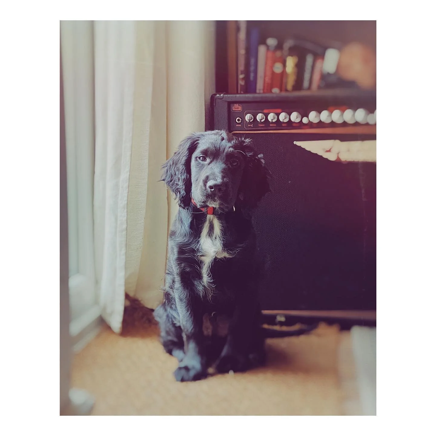 Serious boy 🐶 #bonzo