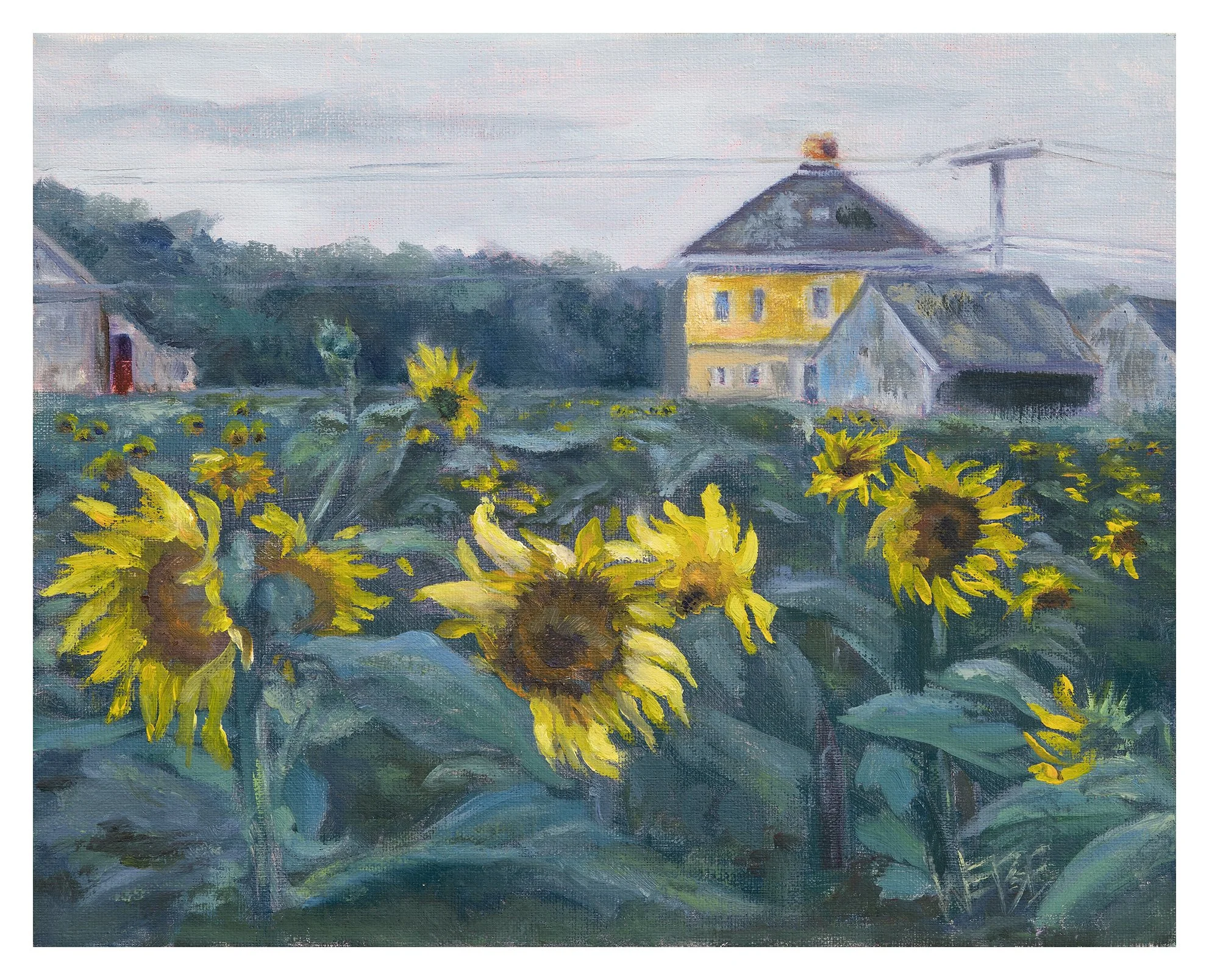 Sunflowers.jpg