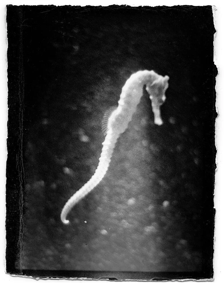 Michael Ackerman – Epilogue COLLECTOR'S EDITION — Void