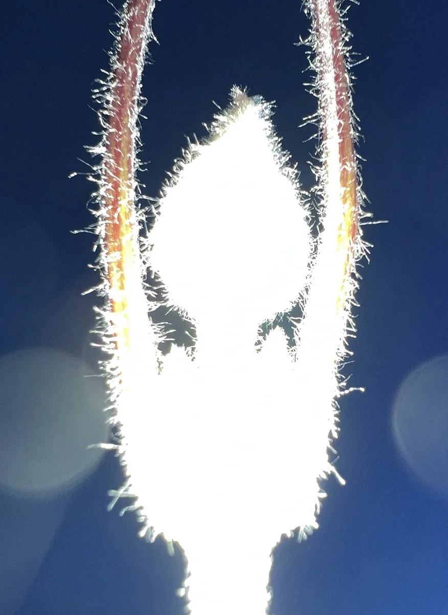 VOID_Jeff BUtterfly_1.jpg