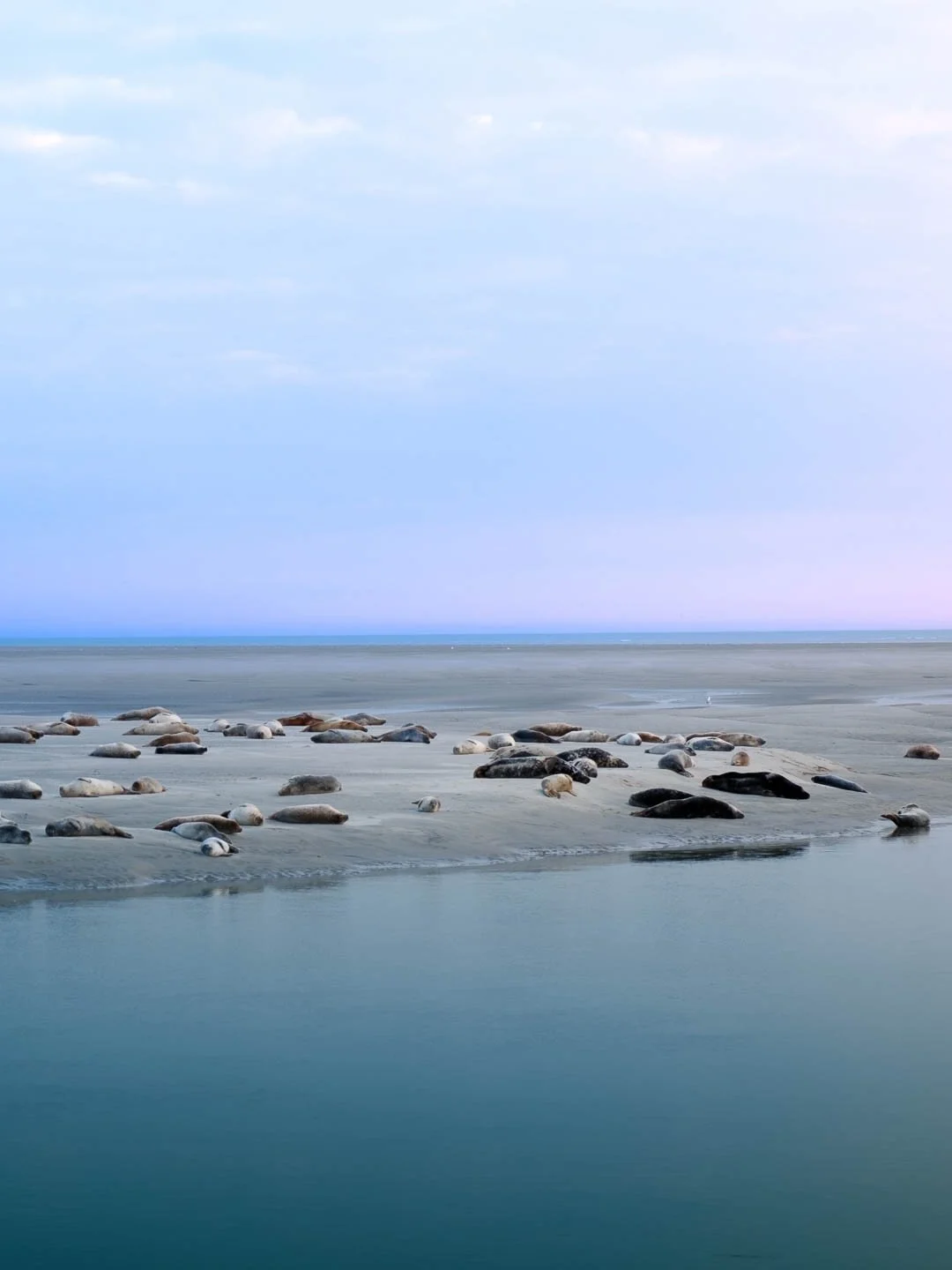 Moins connue et moins fr&eacute;quent&eacute;e que la baie de Somme, la baie d&rsquo;Authie est l&rsquo;un de ces endroits o&ugrave; la nature est encore reine.
Entre dunes sauvages, longues plages de sable, marais et vastes espaces naturels, c&rsquo