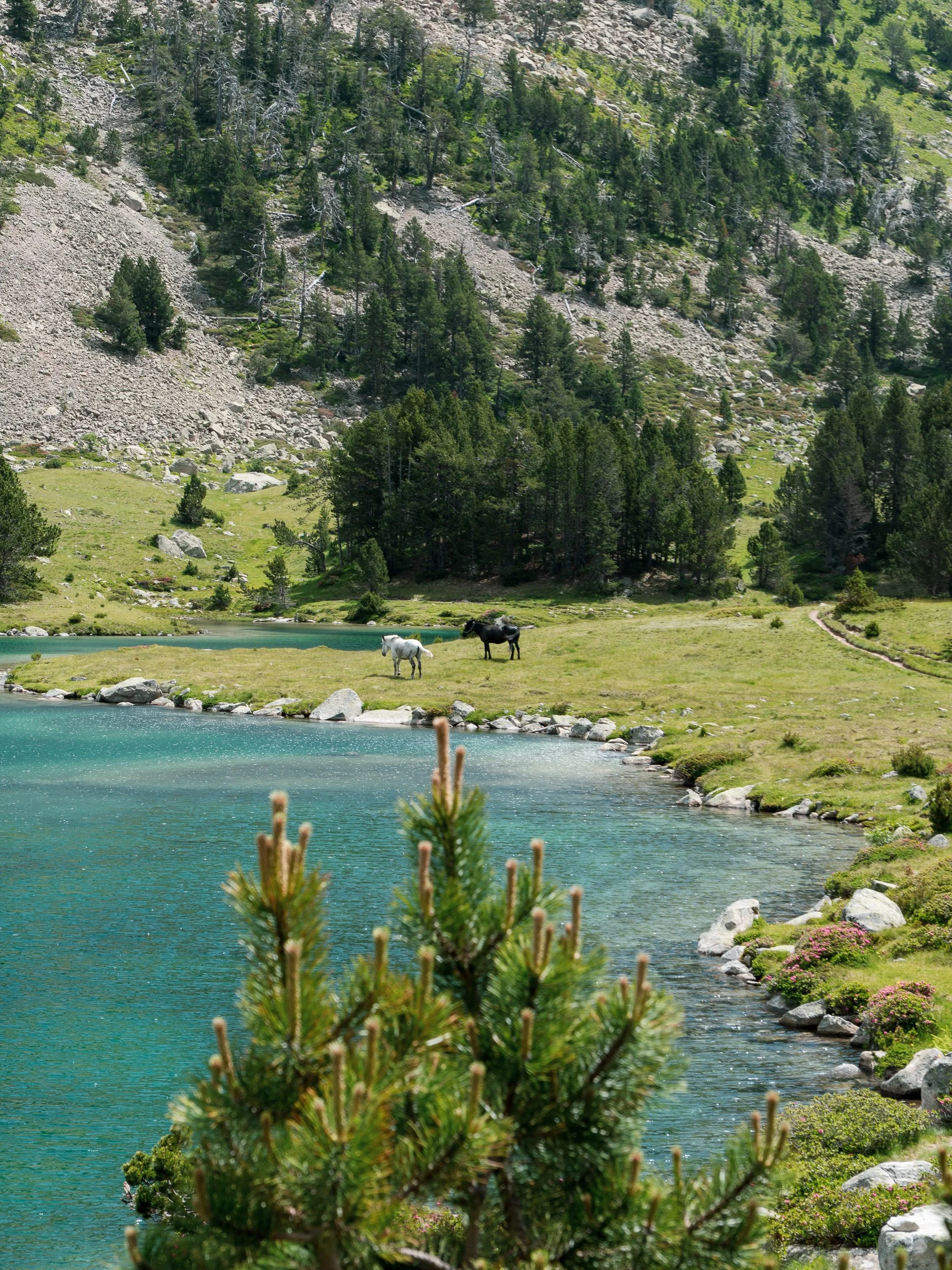Chevaux au bord d'un lac turquoise dans le massif du Néouvielle
