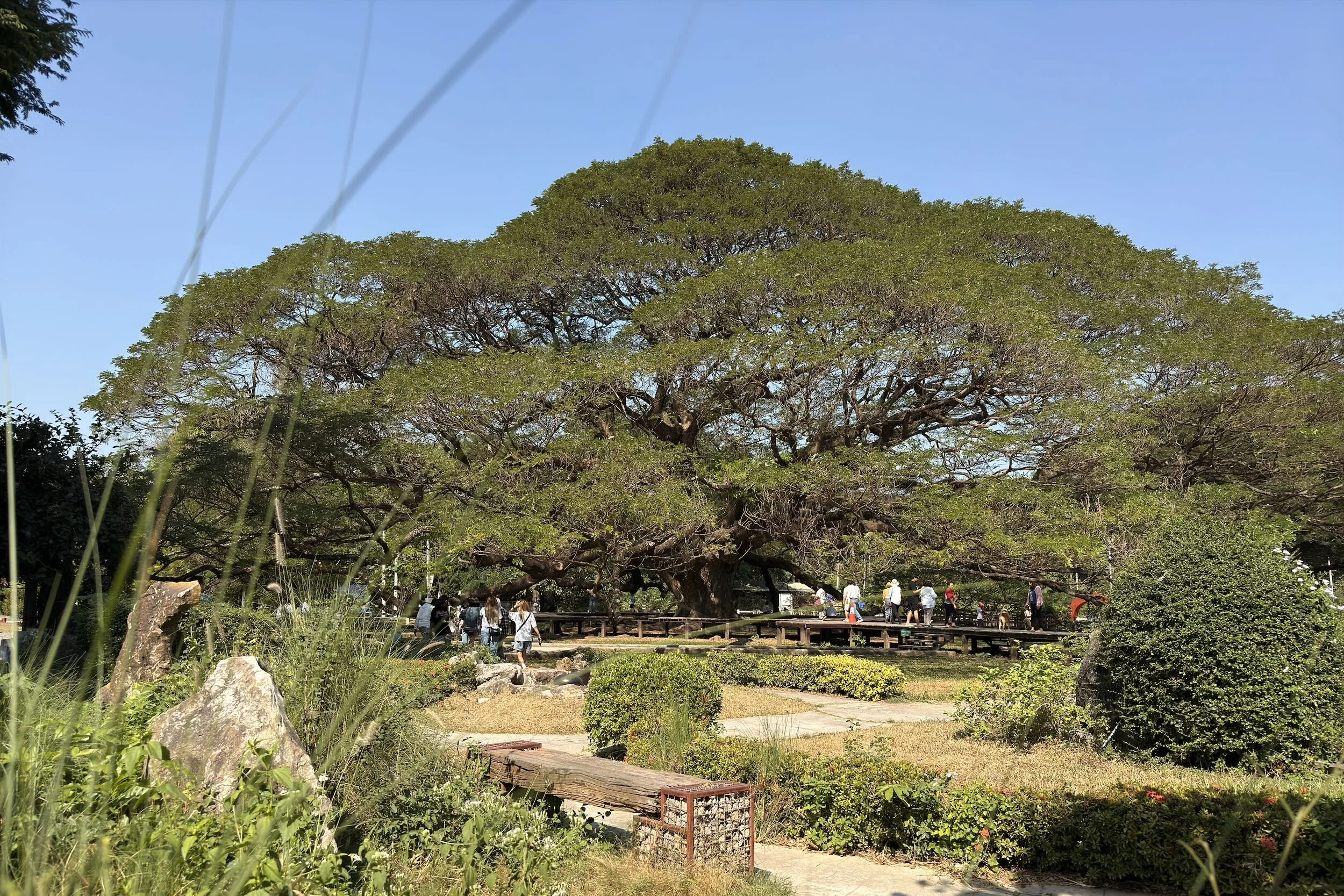 blog-voyage-thailande-kanchanabury-giant-raintree - 1.jpeg