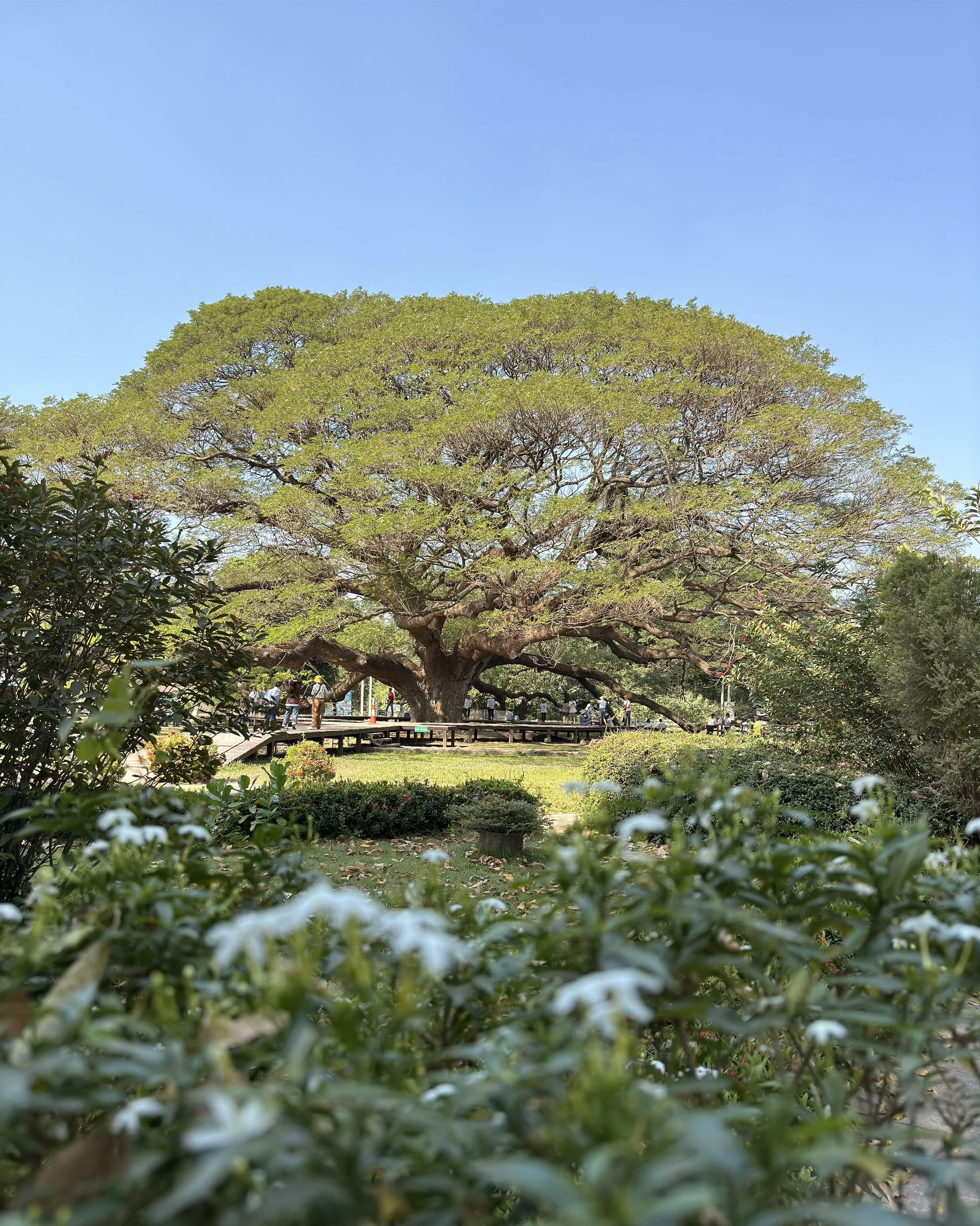 blog-voyage-thailande-kanchanabury-giant-raintree - 3.jpeg