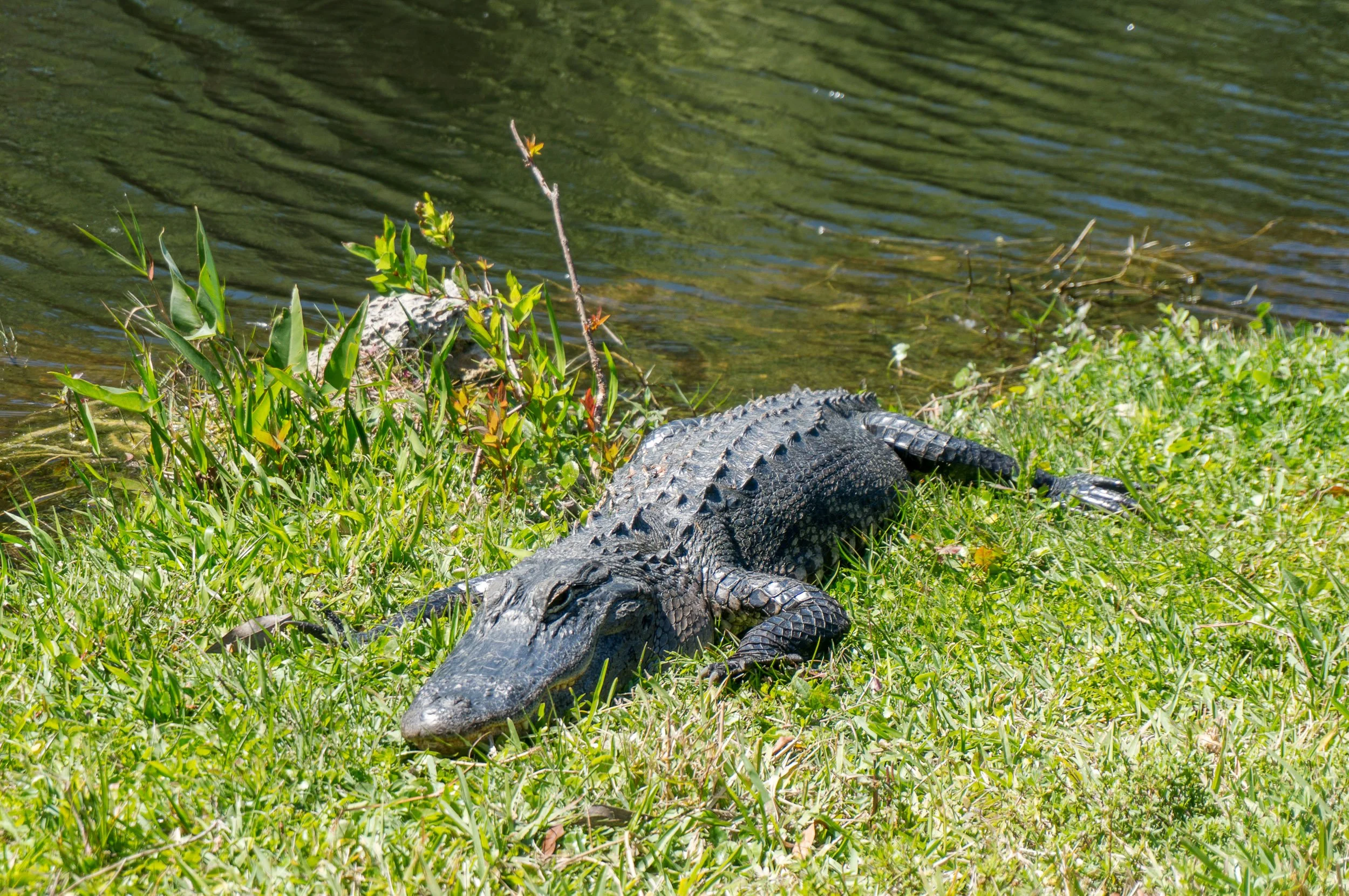 Floride_DSC04313.jpg