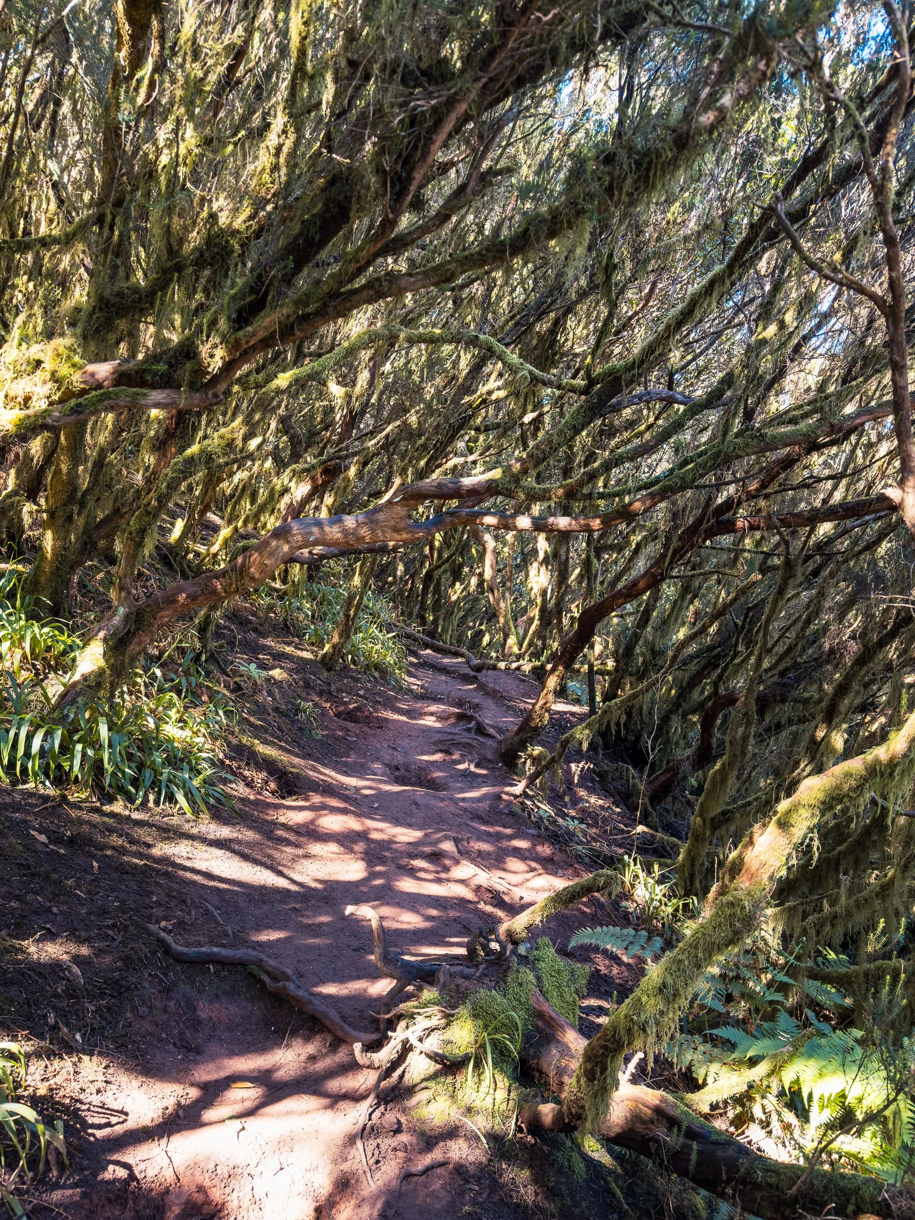 blog-voyage-tenerife-iles-cannaries-parc-rural-anaga-3.jpg