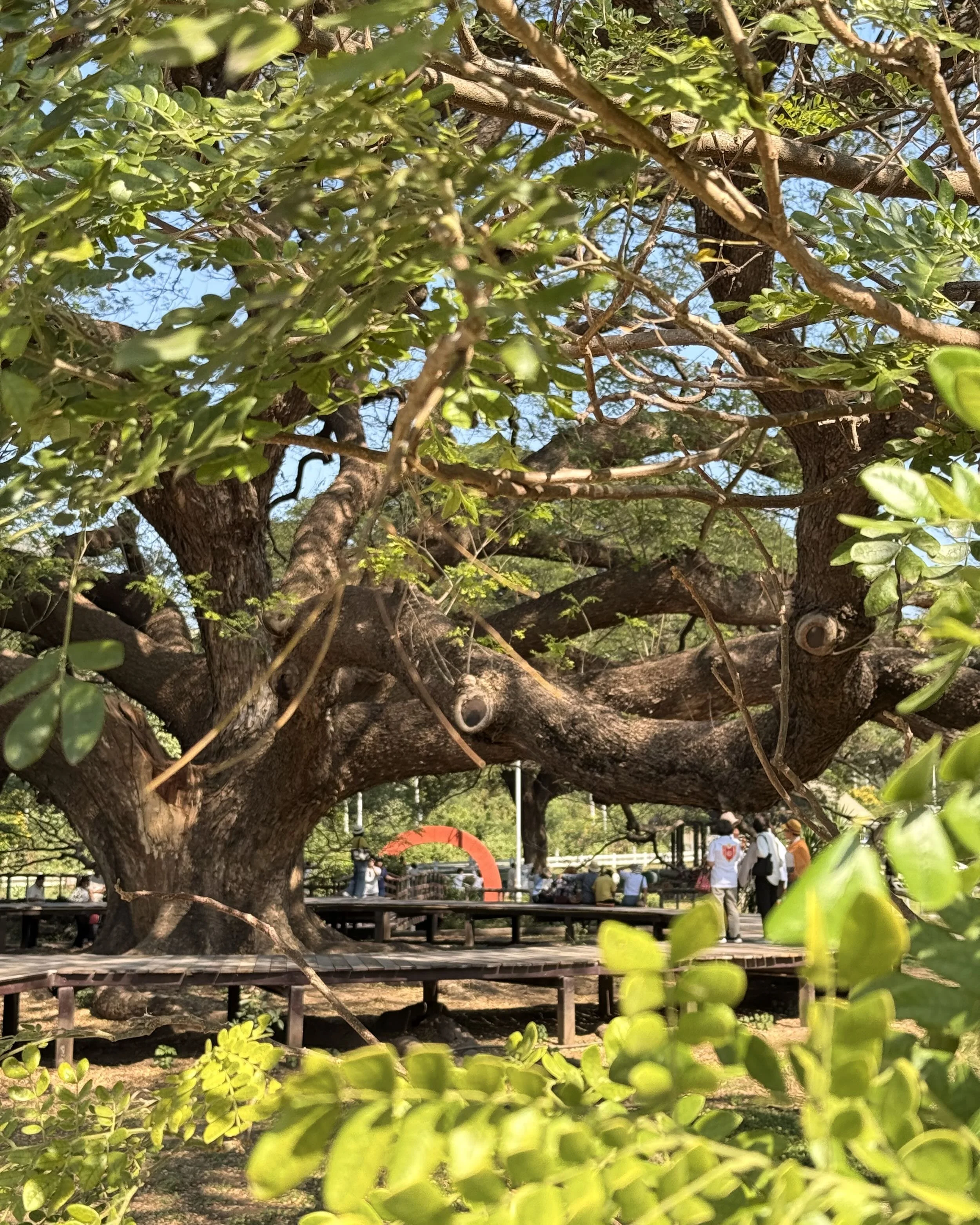 blog-voyage-thailande-kanchanabury-giant-raintree - 2.jpeg