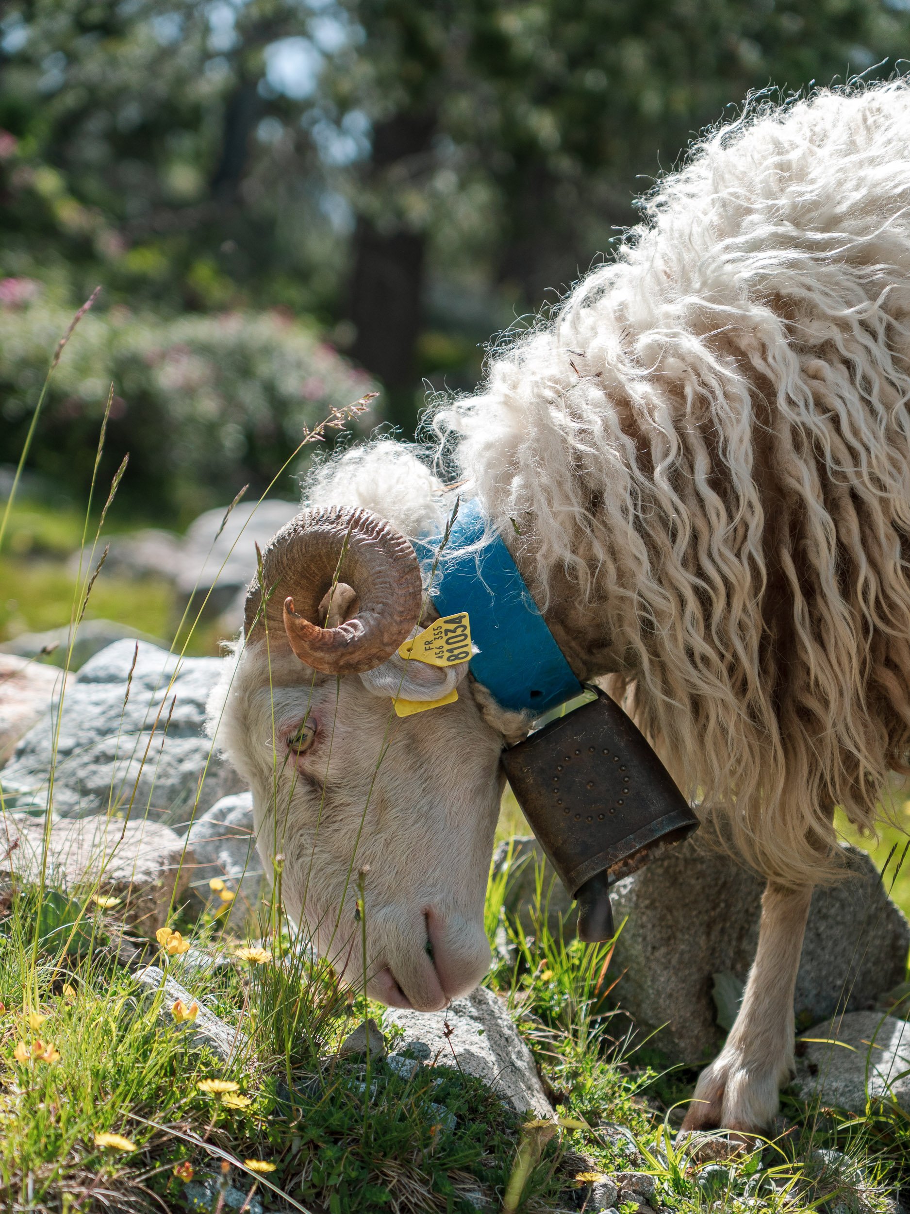 Mouton à cloche broutant dans les pâturages du massif du Néouvielle