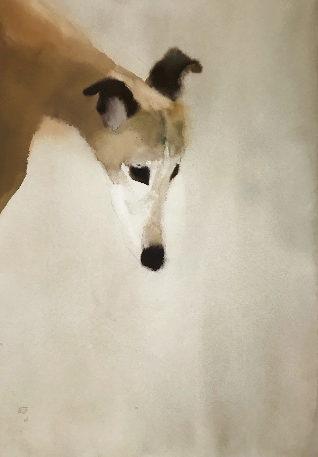 nuriariera-2025-greyhound.JPG