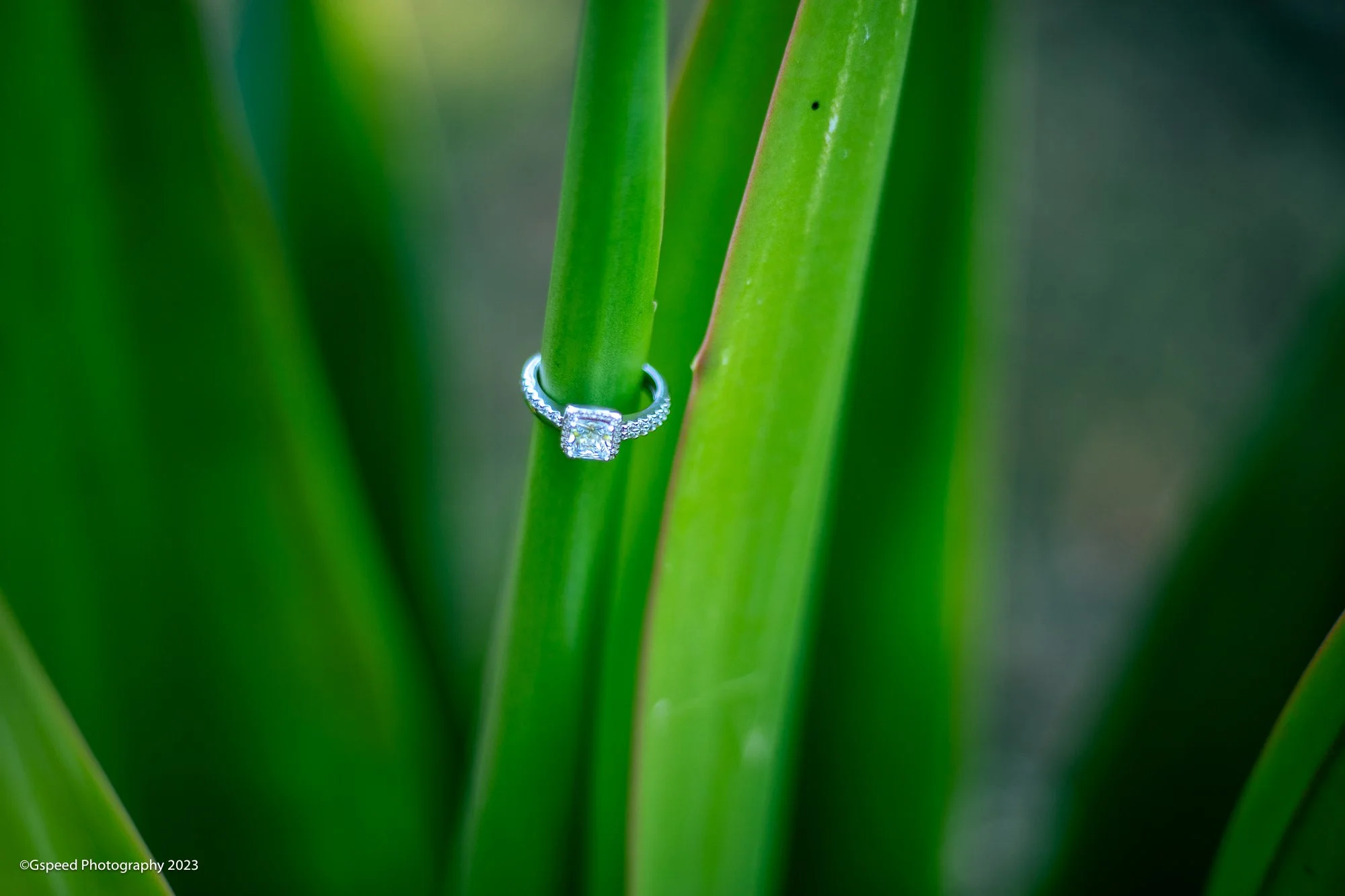 Close-up of green plant stems with a diamond engagement ring with a square center stone and smaller side stones, resting on one stem.