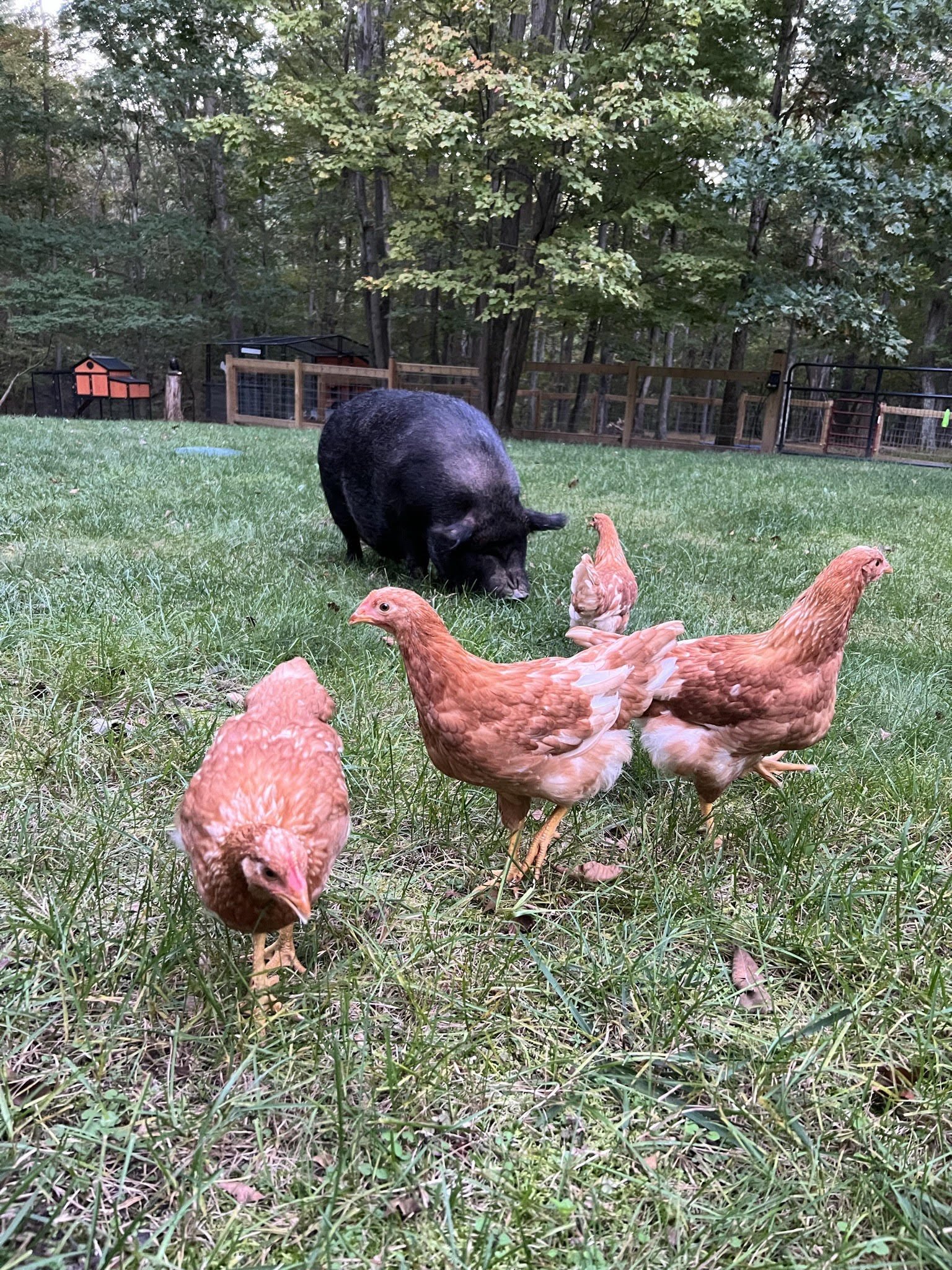 ophie&gals.jpg