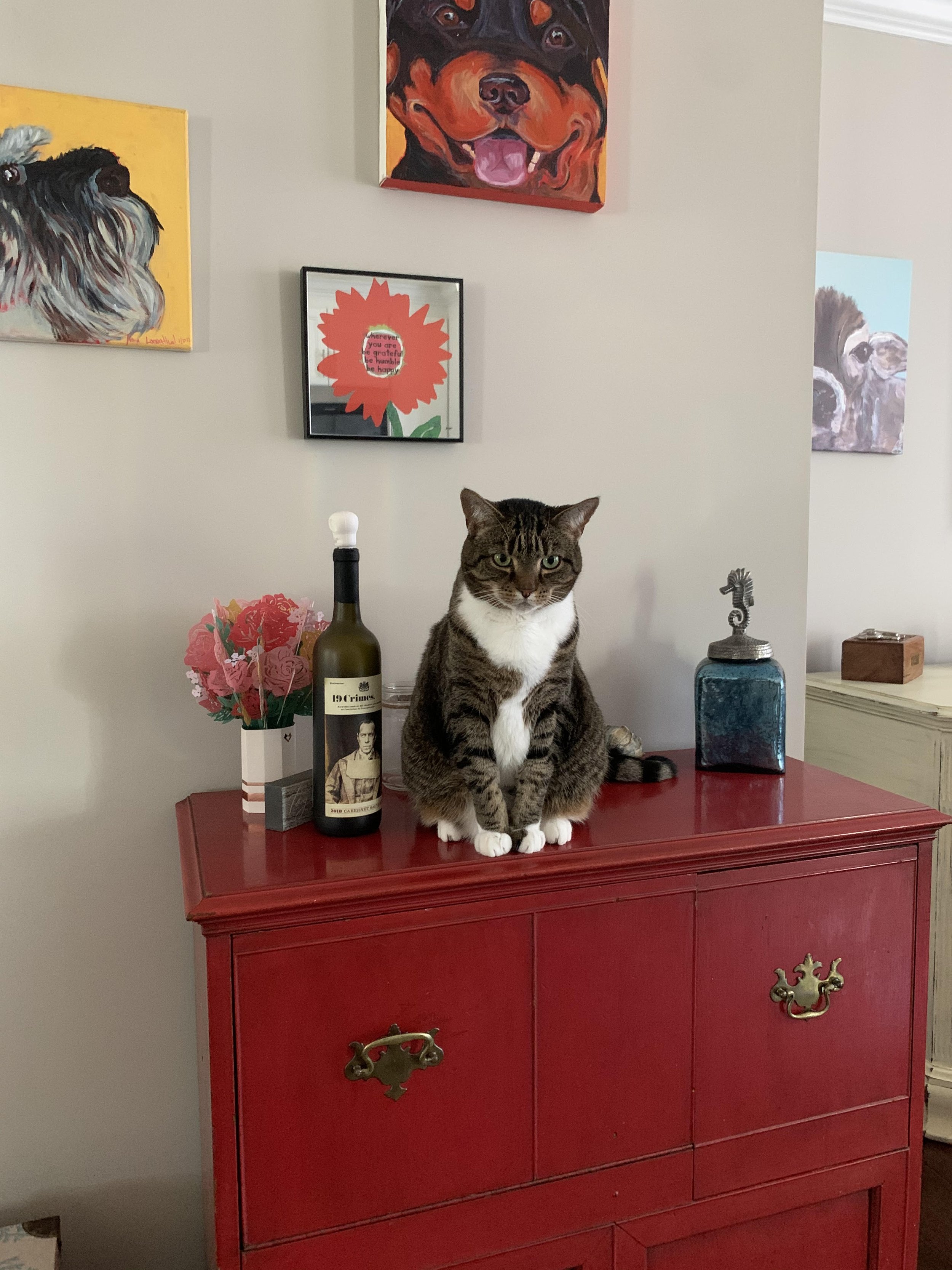 cat.jpg