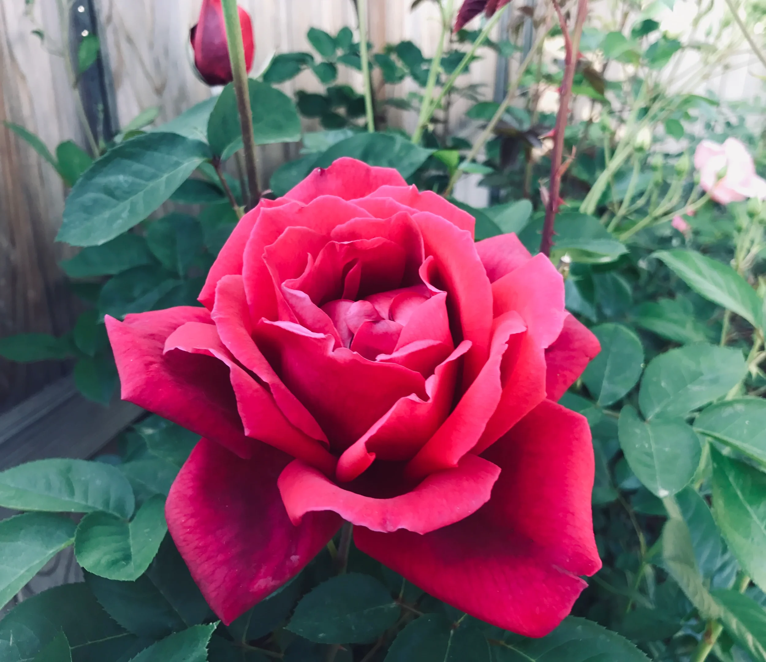 Sol Aromatics love and roses perfume class