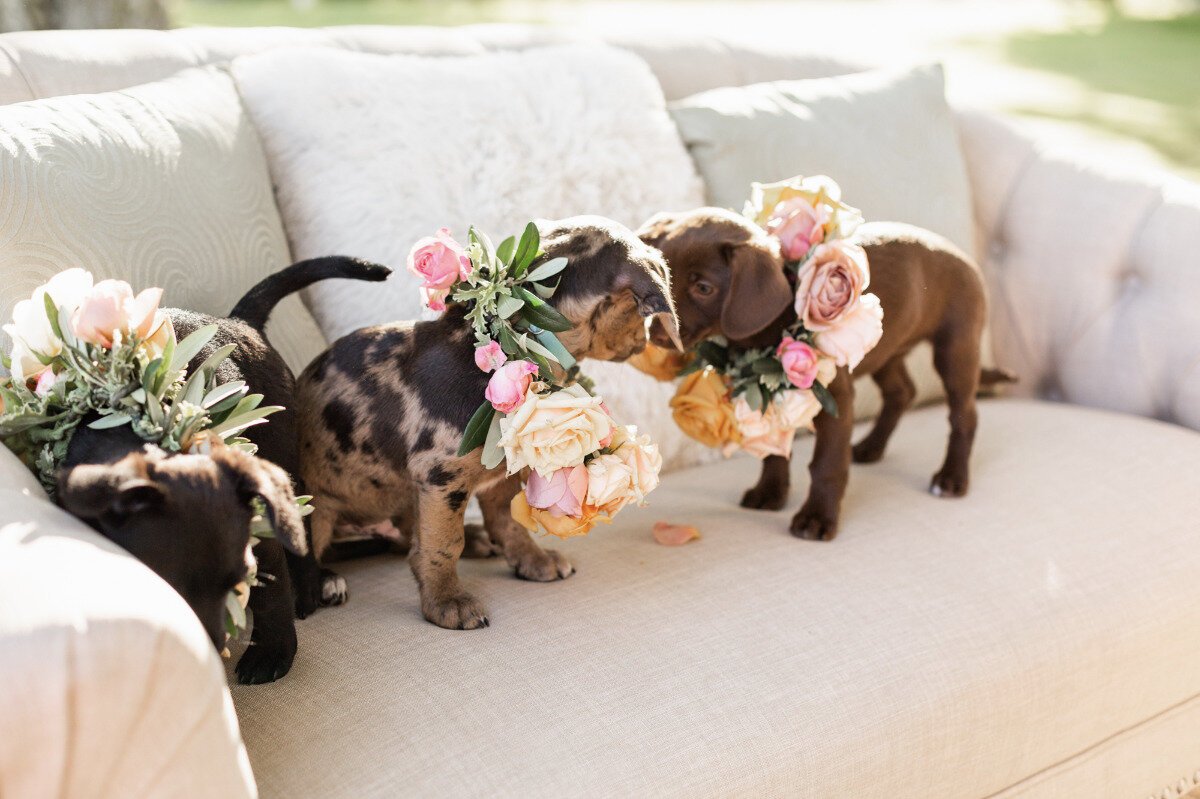 www.santabarbarawedding.com | Megan Rose Events | Veils &amp; Tails Photography | Whispering Rose Ranch | Margaret Joan Florals | Spark Rescue | Ventura Rental | Puppies on the Couch