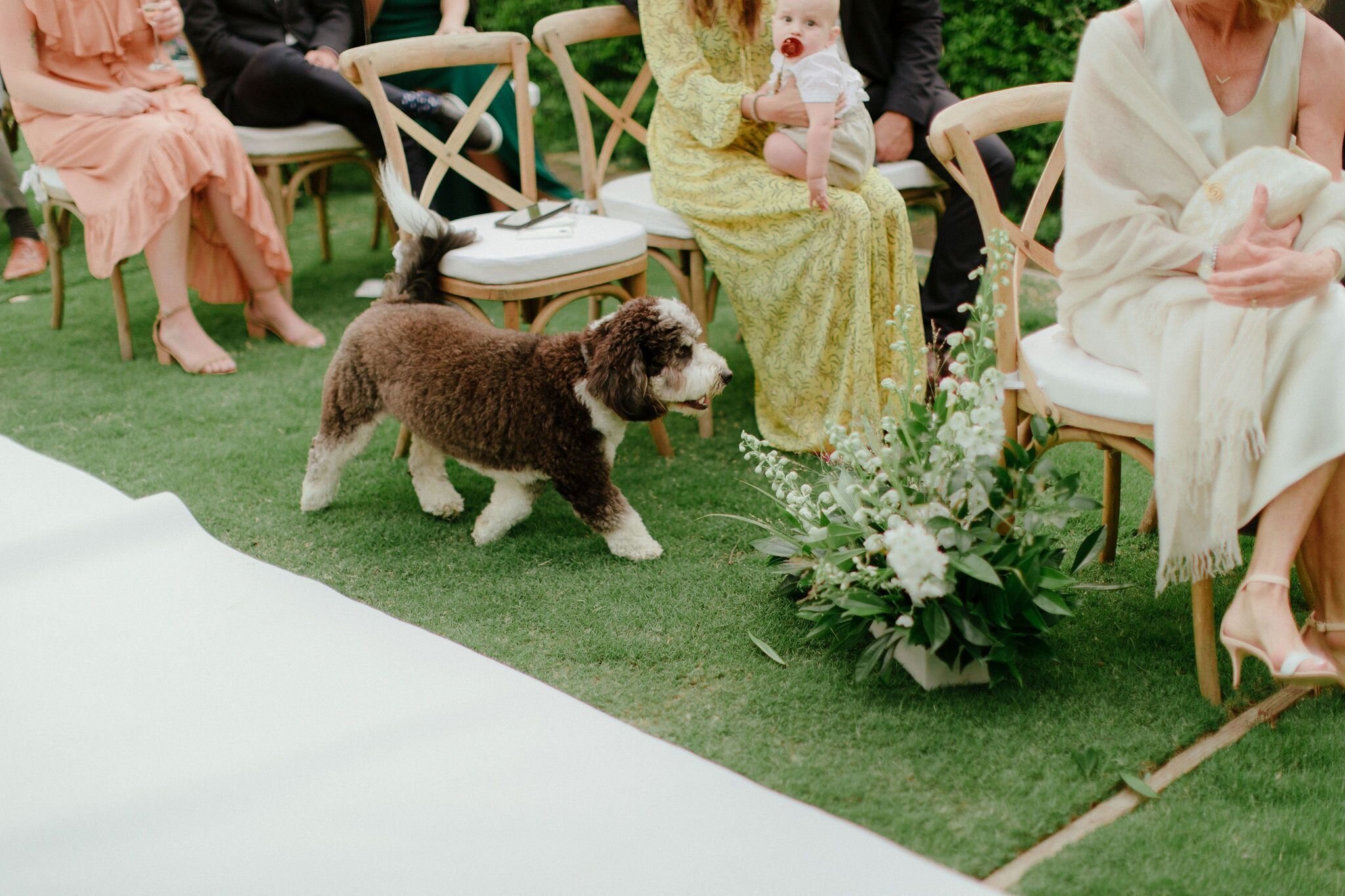 www.santabarbaraweddings.com | Chris J. Evans | Private Residence | Ashley Chanel Events | Rogue &amp; Fox | Dog at the Ceremony 