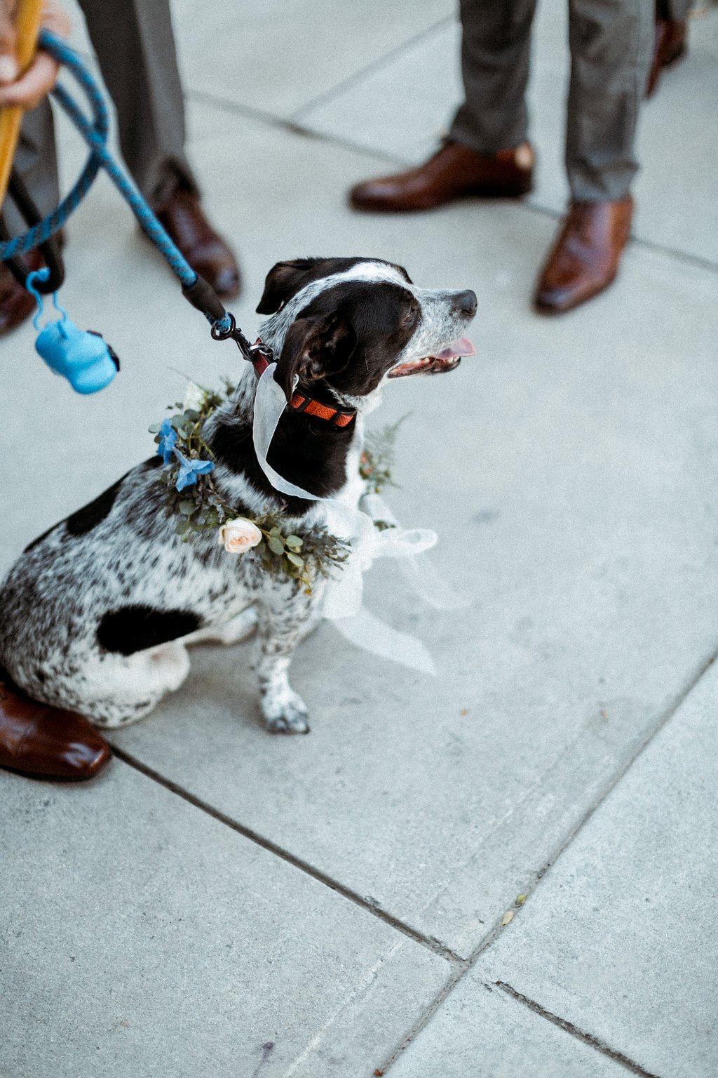 www.santabarbarawedding.com | Abi Q Photography | Camarillo Ranch | White Blossom | Unique Floral Designs | Bride and Groom’s Dog with a Flower Necklace