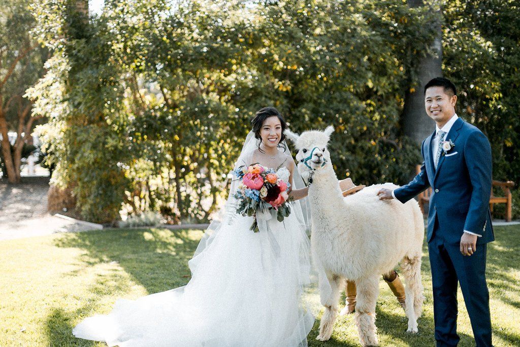www.santabarbarawedding.com | Abi Q Photography | Camarillo Ranch | White Blossom | Unique Floral Designs | Kelly Zhang | Alpacas and Beyond | Bride and Groom with Alpaca