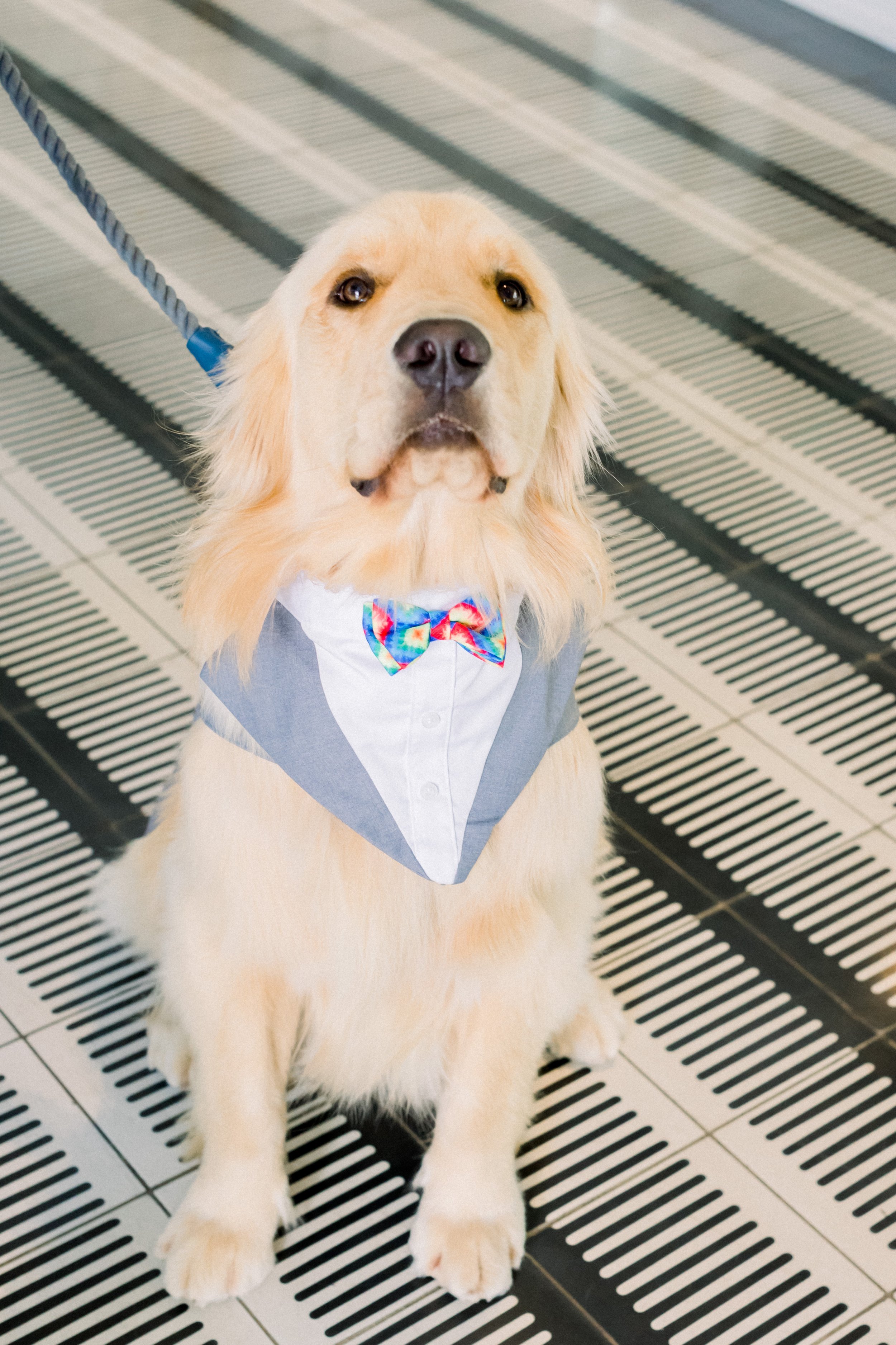 www.santabarbarawedding.com | James &amp; Jess | MOXI | Ann Johnson Events | Golden Retriever Dressed Up in a Bowtie 