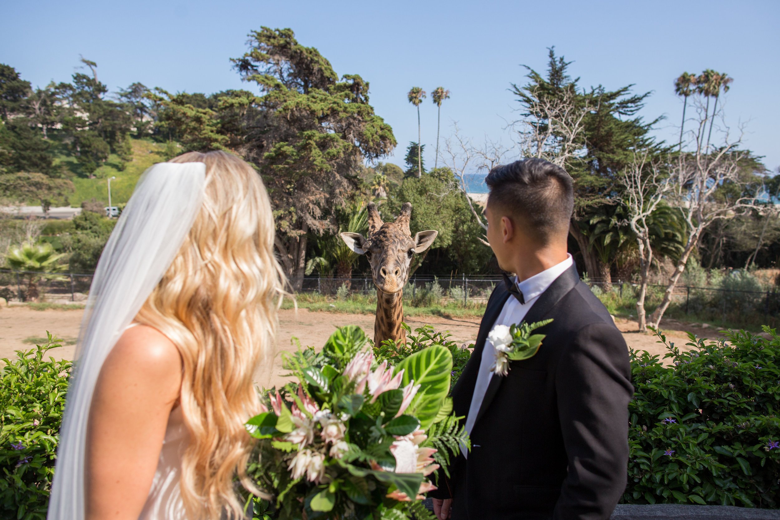 www.santabarbarawedding.com | Santa Barbara Zoo | Wonder Tribe | Events by Rincon | Bride and Groom and Giraffe