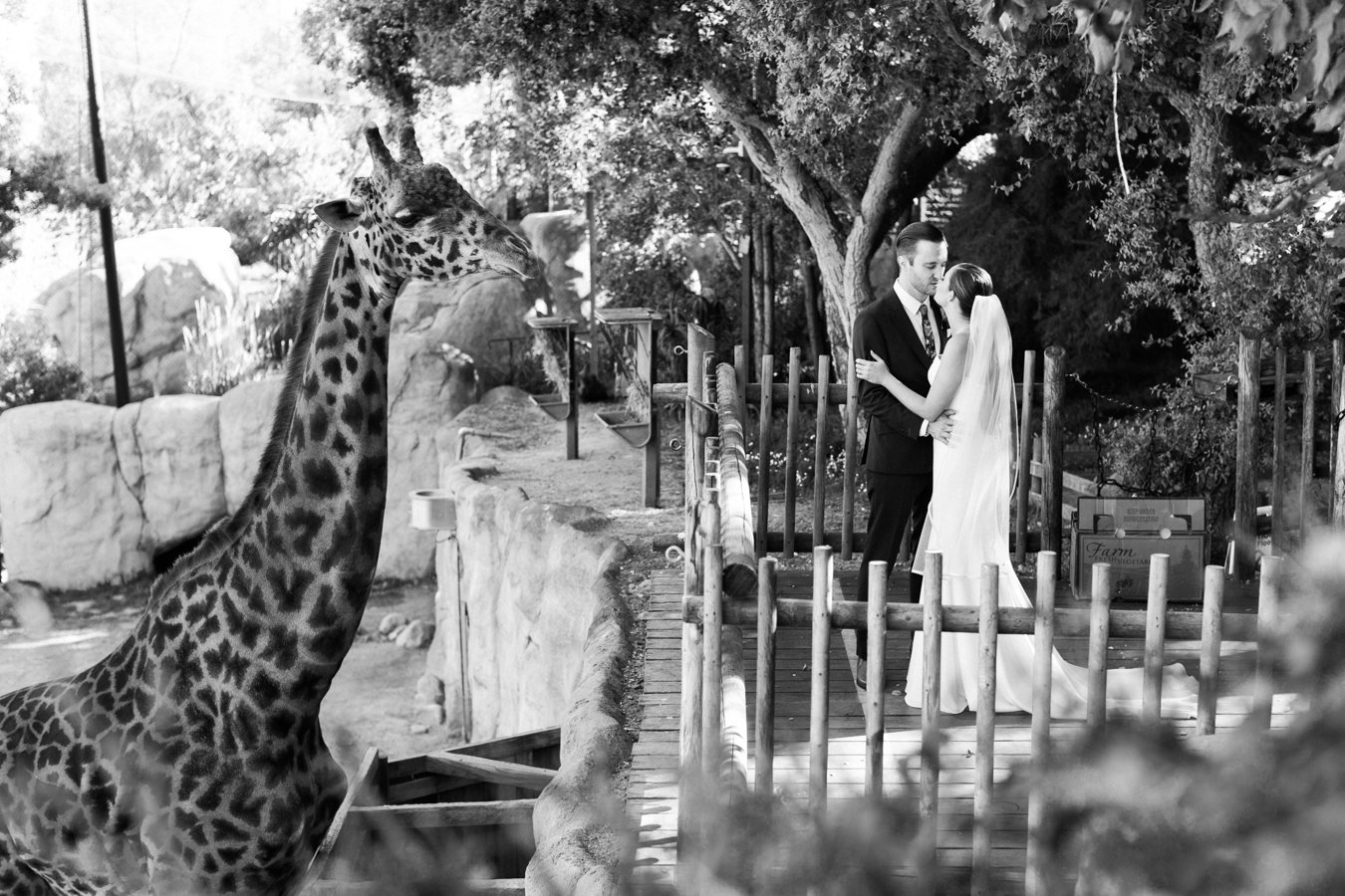 www.santabarbarawedding.com | Laura Ford Photos | Santa Barbara Zoo | Rincon Events | Bride and Groom and Giraffe