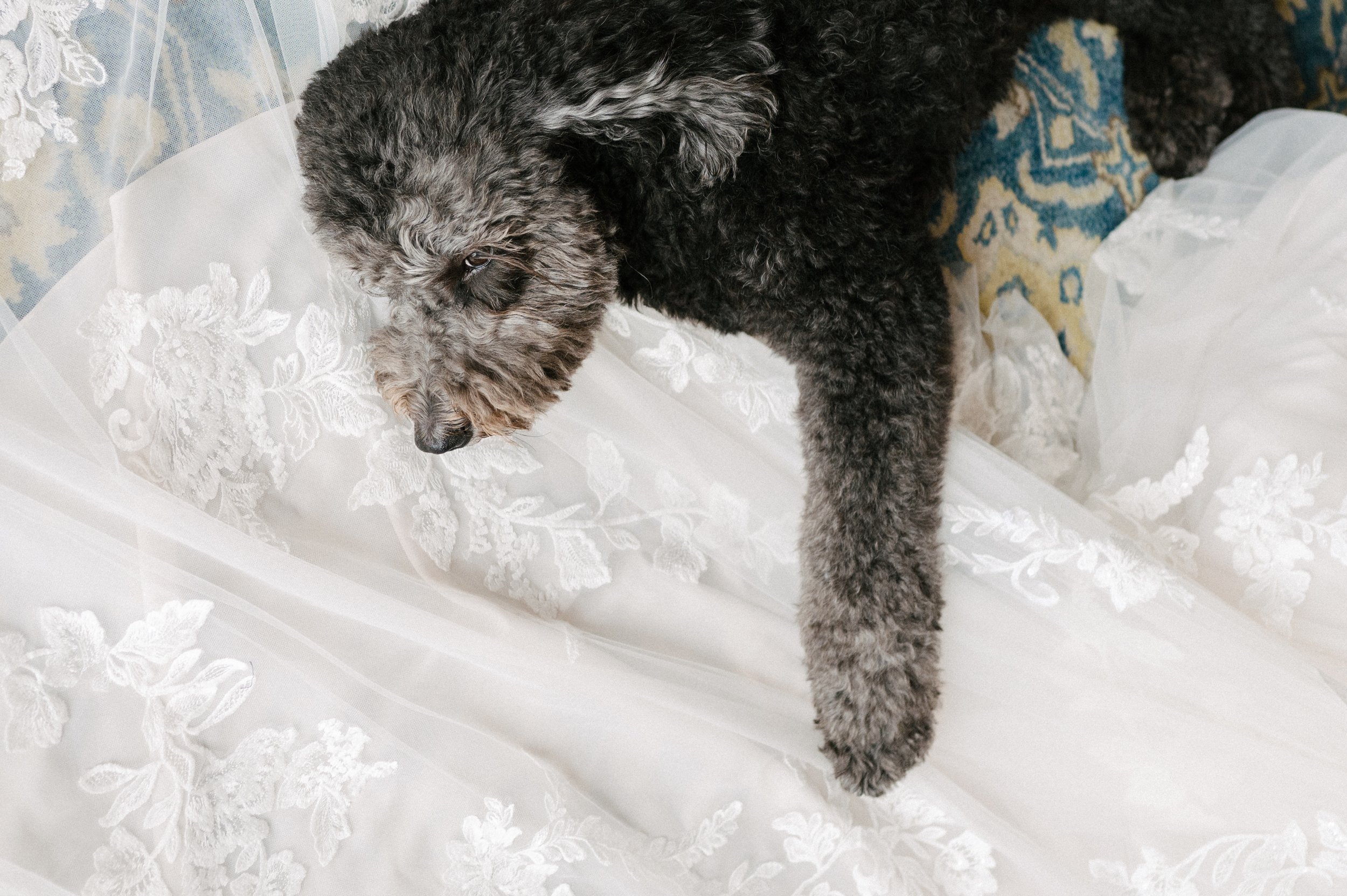 www.santabarbarawedding.com | Hoste Events | Haley Garces | Santa Barbara Inn | Fleur de Rye | Couple’s Dog Laying on Bride’s Wedding Dress 