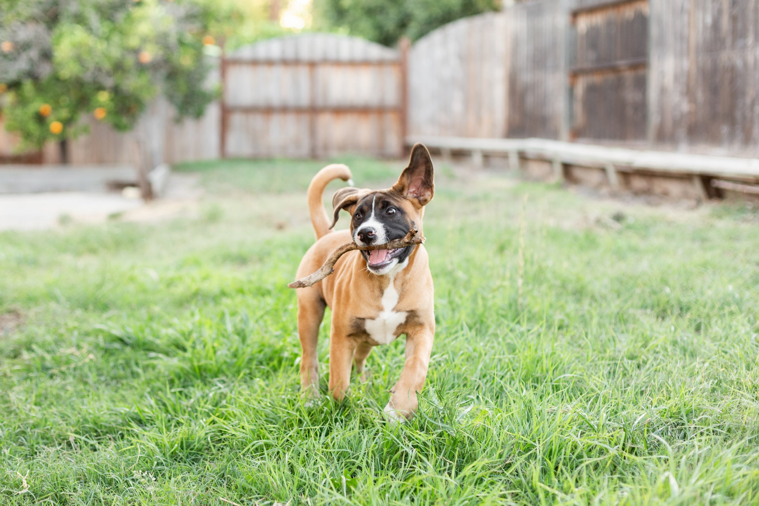 www.santabarbarawedding.com | Veils &amp; Tails Photography | Puppy Running with a Stick