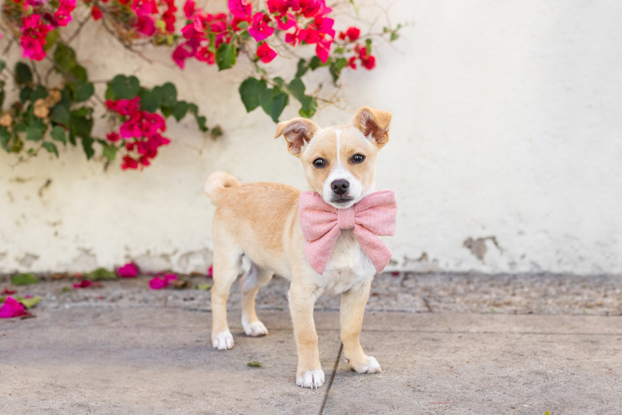 www.santabarbarawedding.com | Veils &amp; Tails Photography | Small Puppy in Large Pink Bowtie
