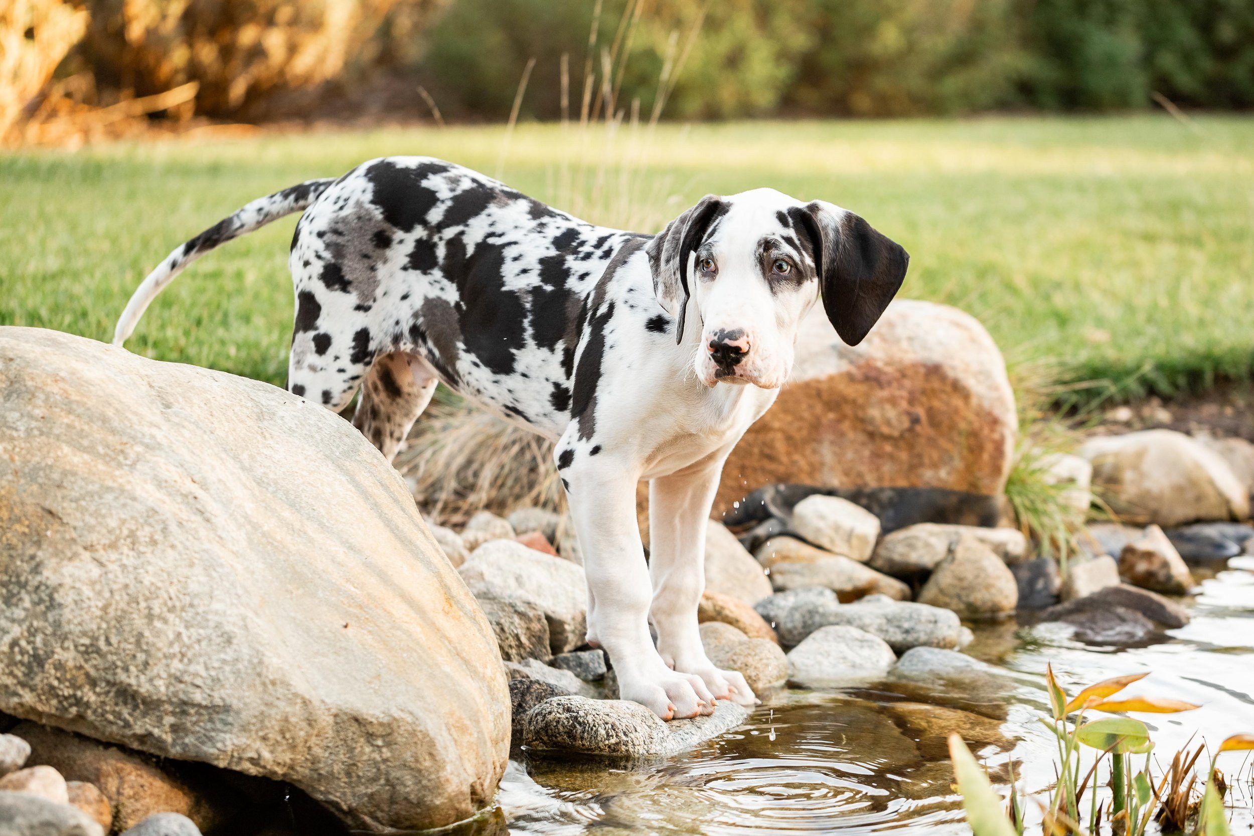 www.santabarbarawedding.com | Veils &amp; Tails Photography | Black and White Great Dane Puppy Getting in the Water