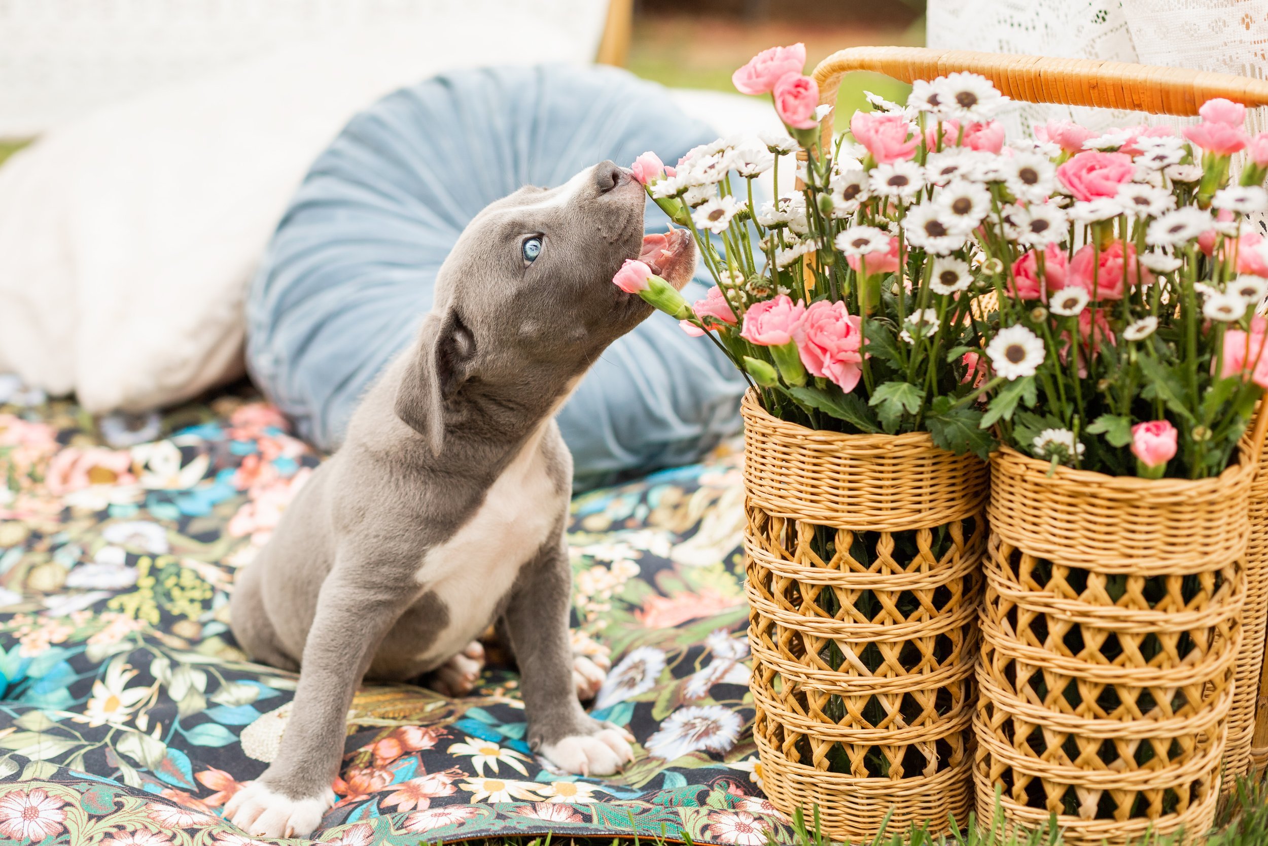 www.santabarbarawedding.com | Veils &amp; Tails Photography | Grey Pitbull Puppy Trying to Chew on Pink Flowers in a Basket