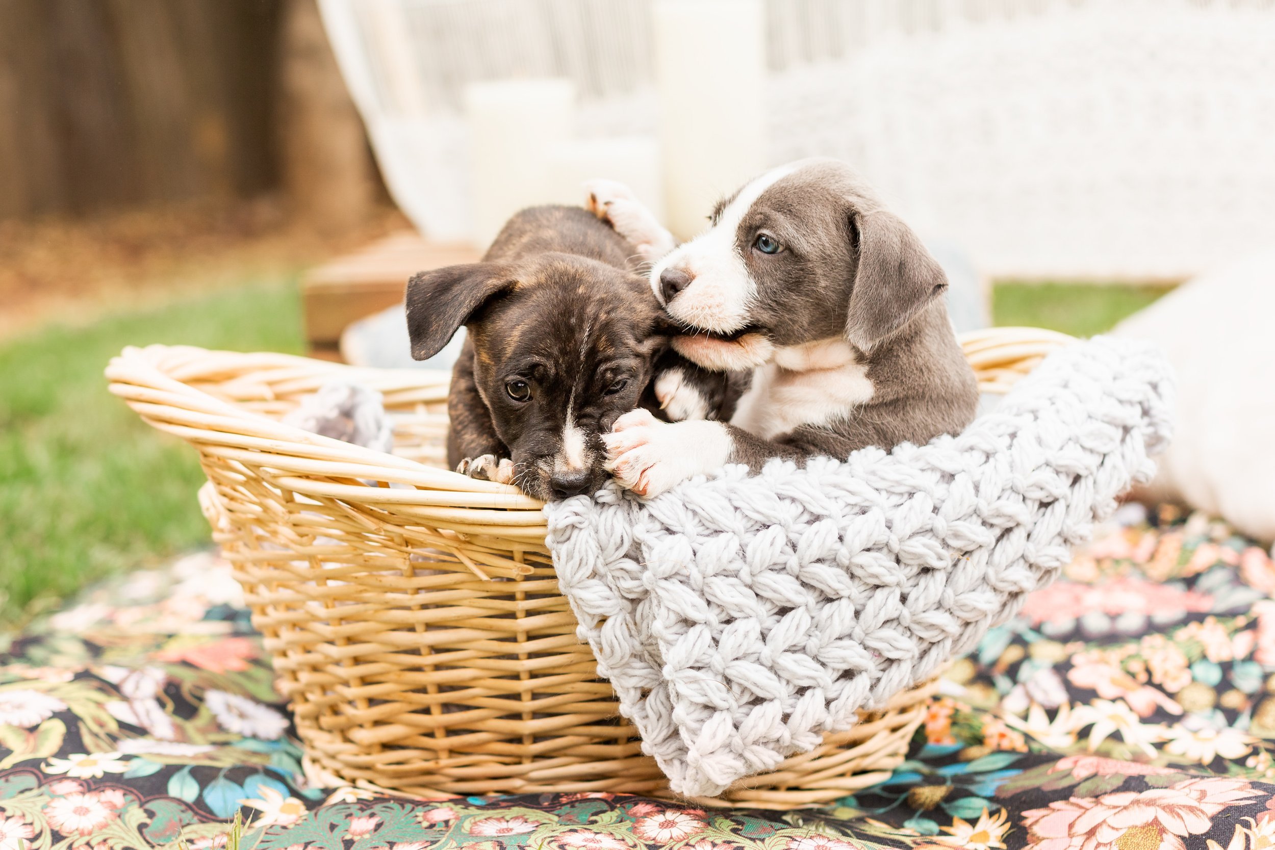 www.santabarbarawedding.com | Veils &amp; Tails Photography | Pitbull Puppies Chewing on Each Other in a Basket 