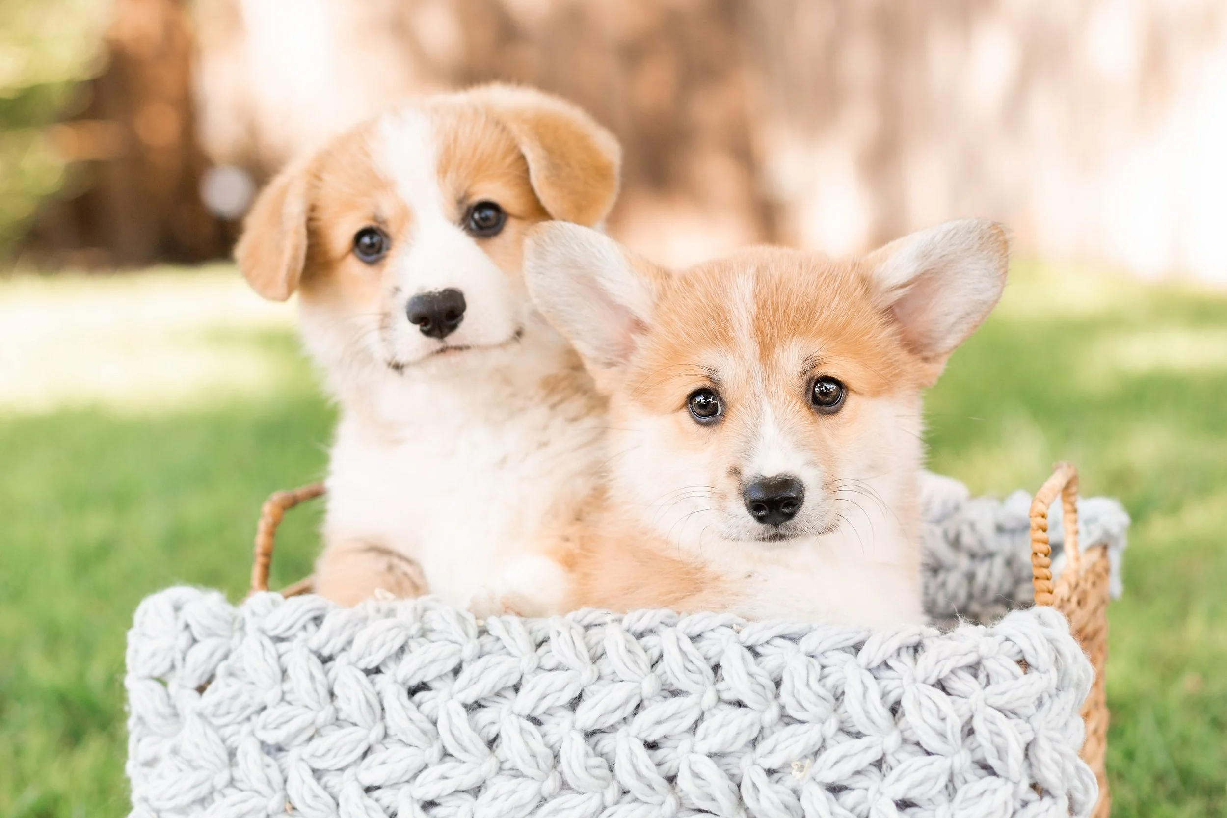 National Puppy Day Brought to You by Veils &amp; Tails Photography