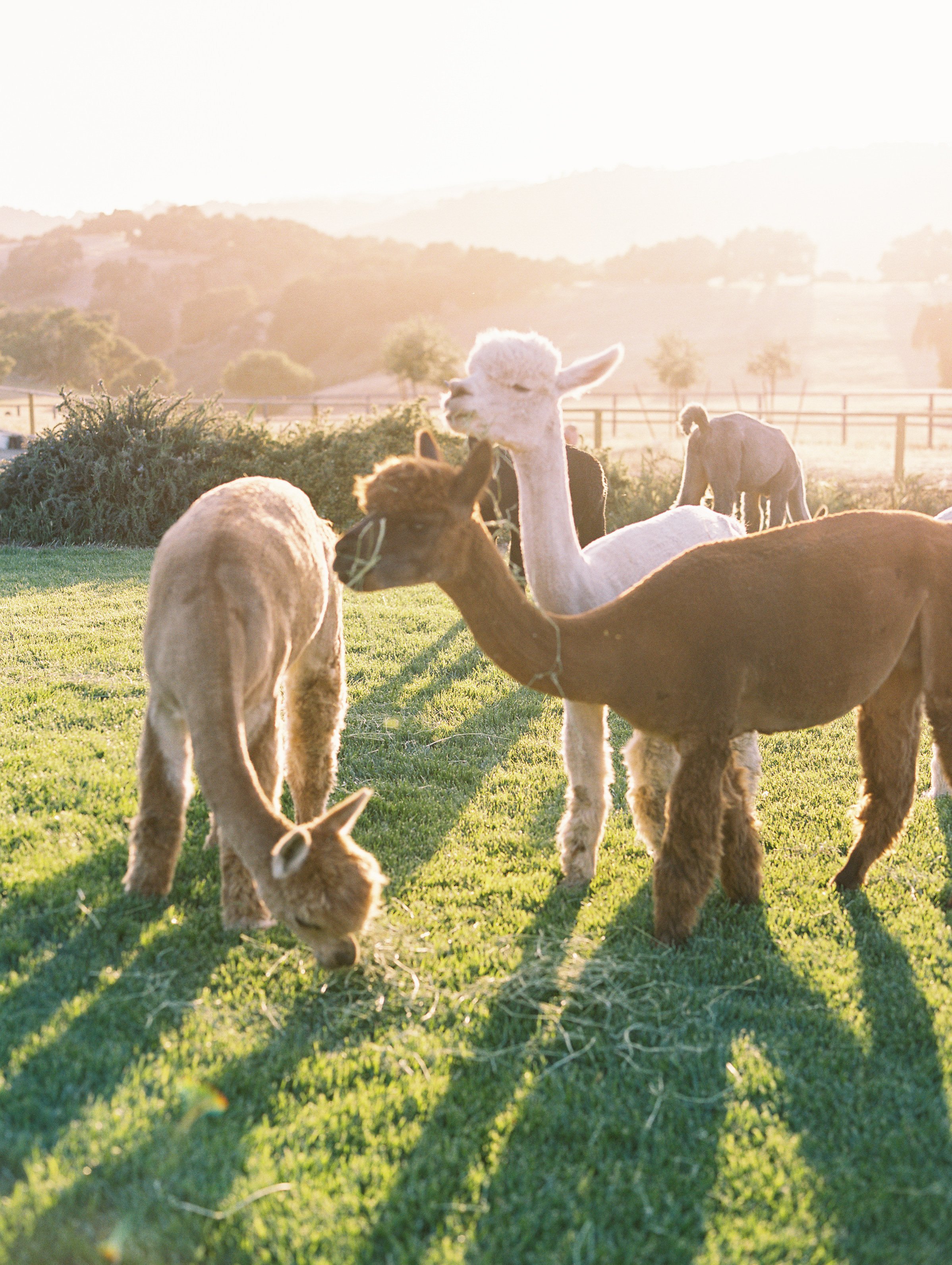 www.santabarbarawedding.com | Zaca Creek Ranch | White Sage Events | Grace Aston | Alpacas in the Field 