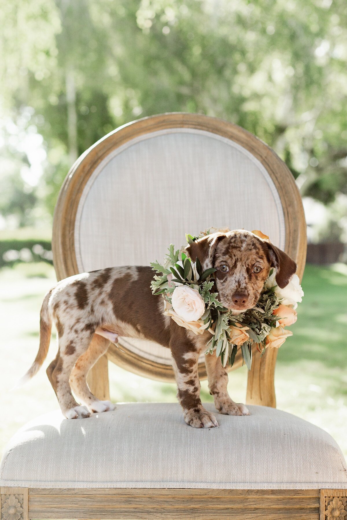 www.santabarbarawedding.com | Megan Rose Events | Veils &amp; Tails Photography | Brown Spotted Puppy in Flower Necklace