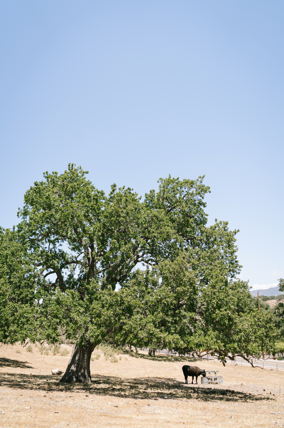 www.santabarbarawedding.com | Foxen Canyon Ranch | Jodee Debes Photography | LVL Weddings |  Wildlife at the Ranch 