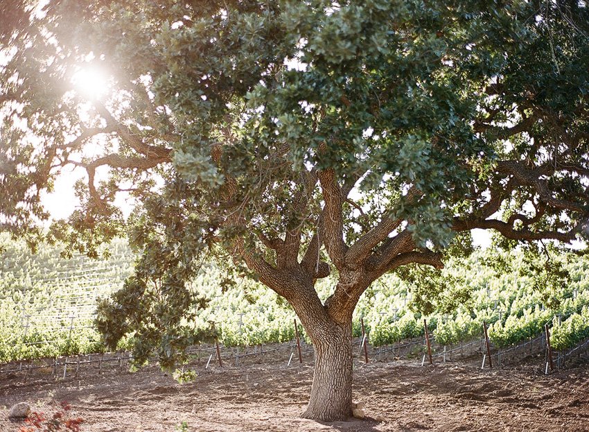 santabarbarawedding.com | Santa Barbara Wedding Style Blog | Weddings at Grassini Vineyards | Kristen Beinke Photography | Organic Inspiration