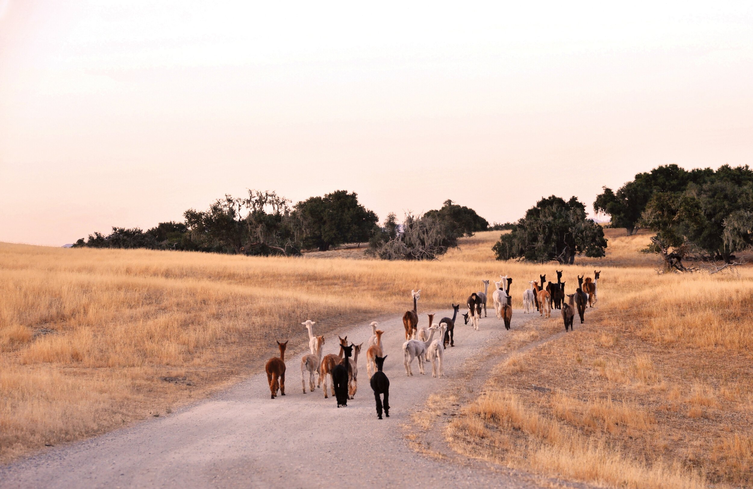 www.santabarbarawedding.com | Constance Cody | Inside the Santa Ynez Valley | Zaca Creek Ranch | Alpacas and Llamas on the Road at the Ranch