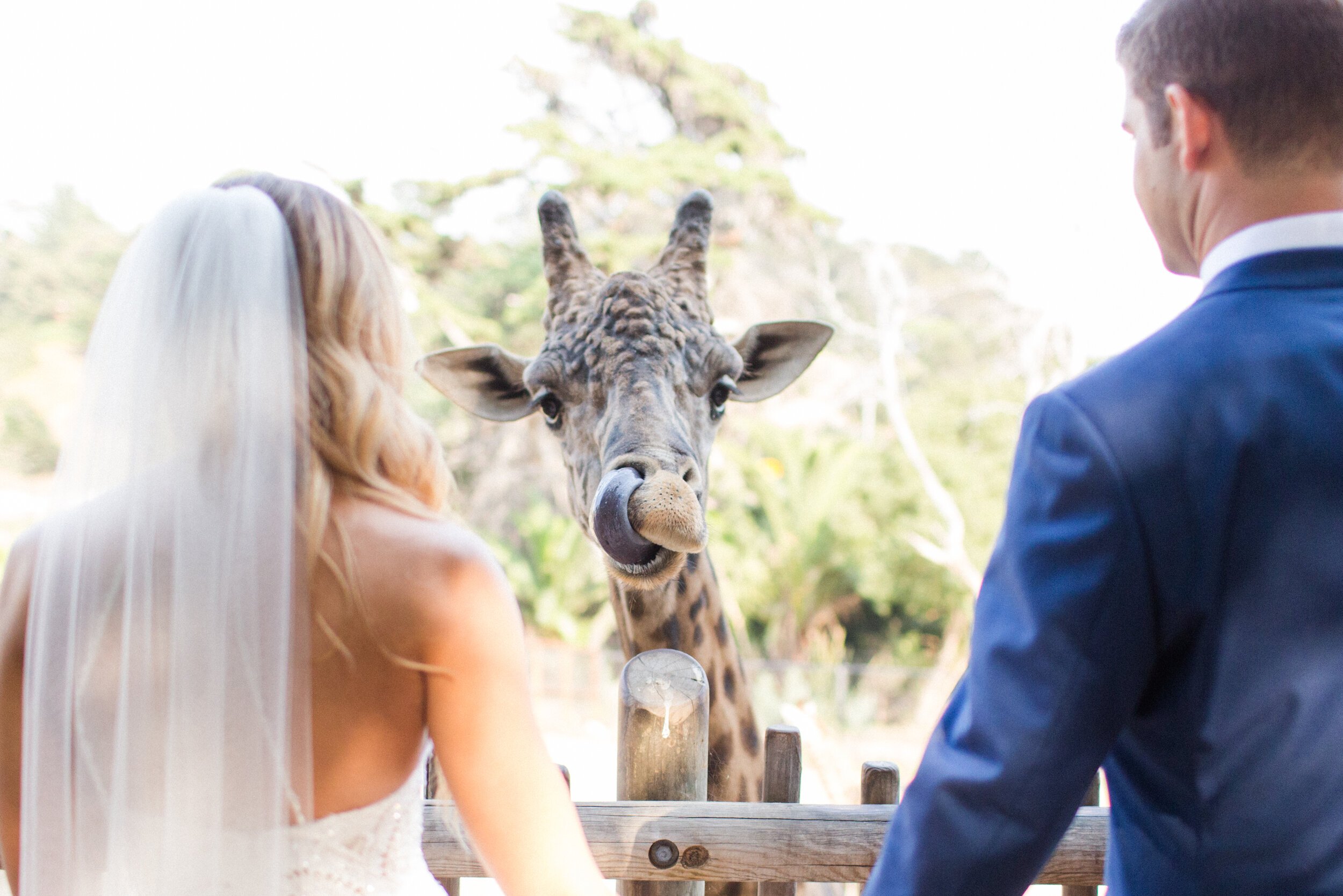 www.santabarbarawedding.com | The Vondys | Santa Barbara Zoo | Olivetta Flowers | Taryn Reed | Amanda Buckingham | Bride and Groom Feeding Giraffe 