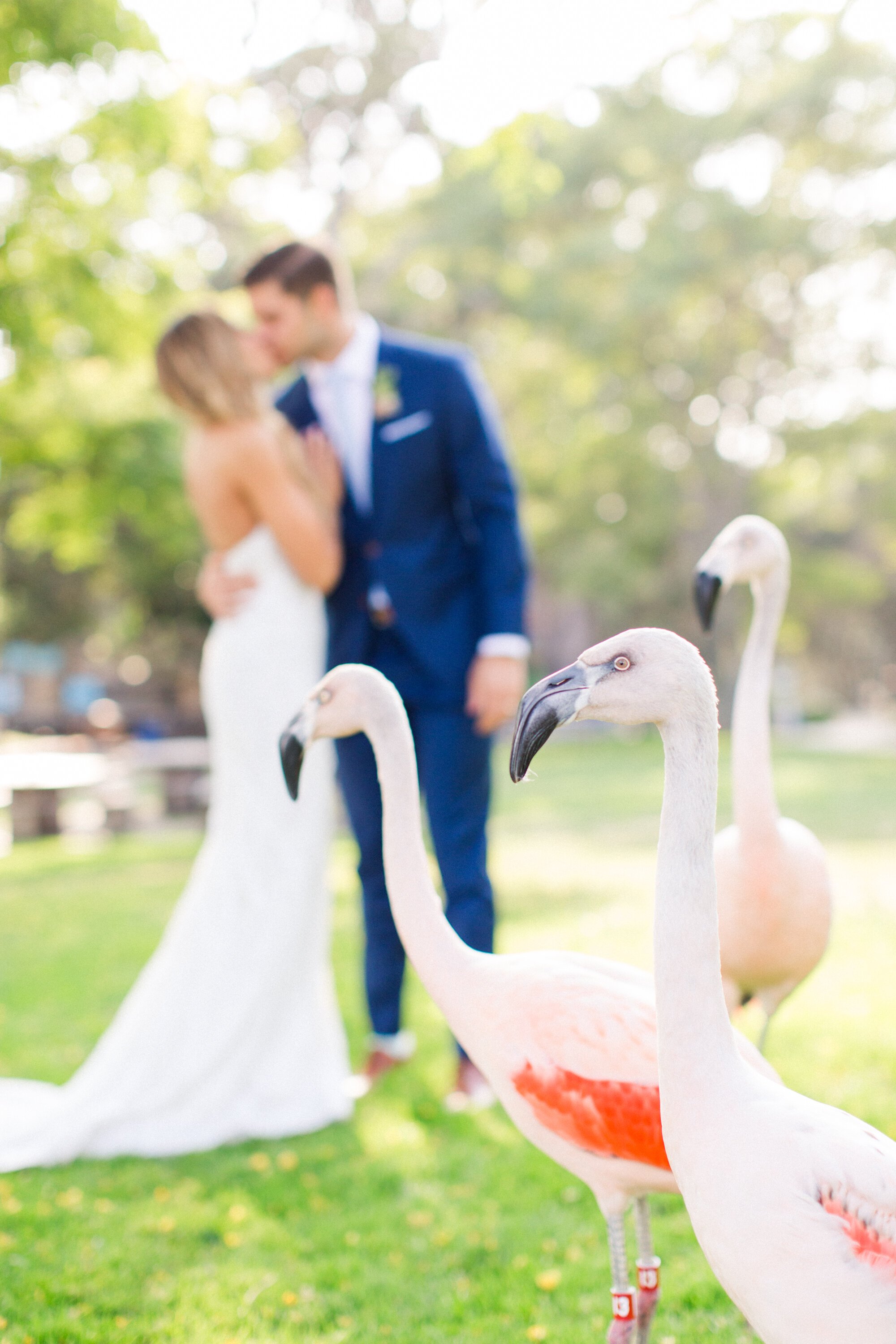 www.santabarbarawedding.com | The Vondys | Santa Barbara Zoo | Olivetta Flowers | Taryn Reed | Amanda Buckingham | Bride and Groom with Flamingos 